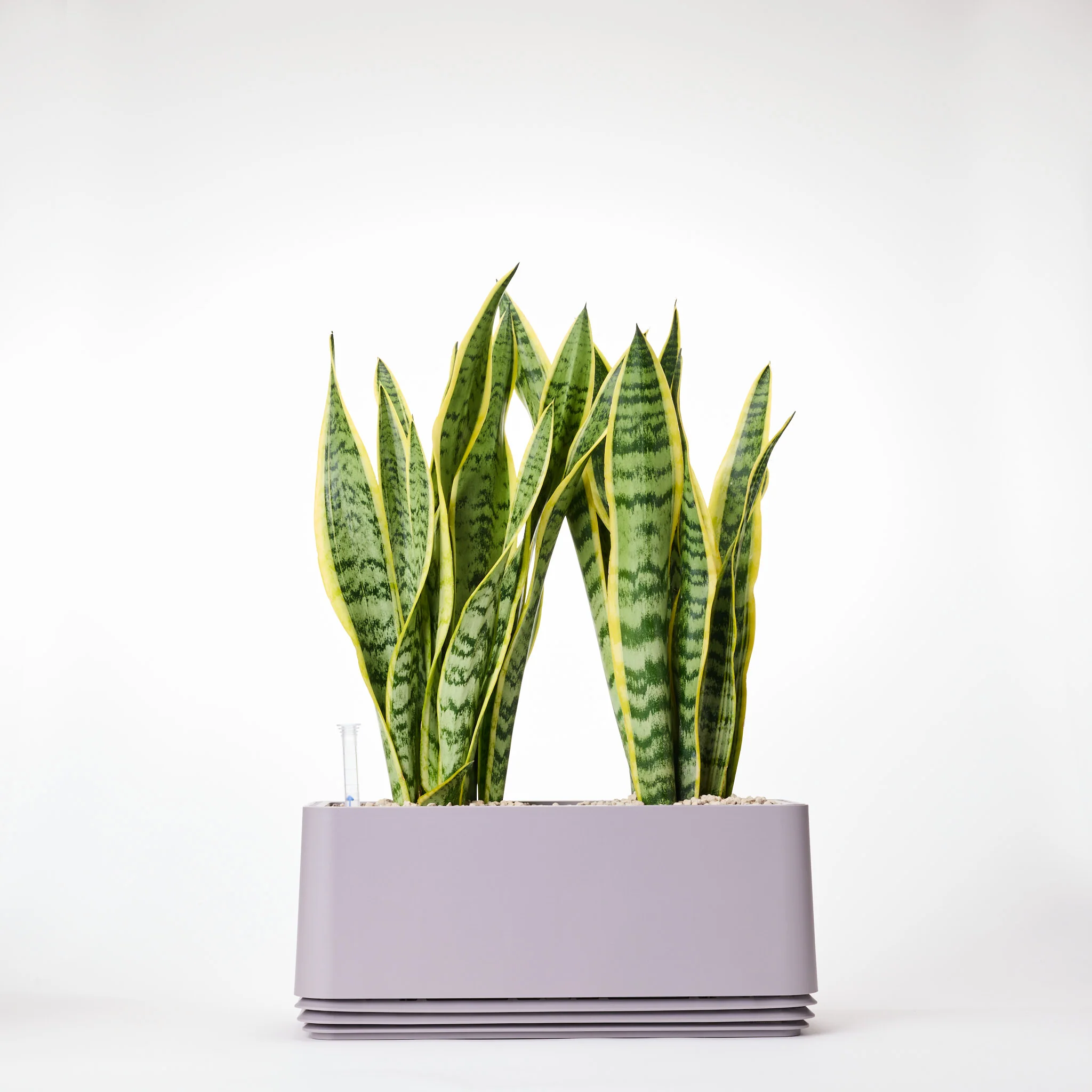 AIRY System L Bogenhanf (Sansevieria Laurentii) - Image 11