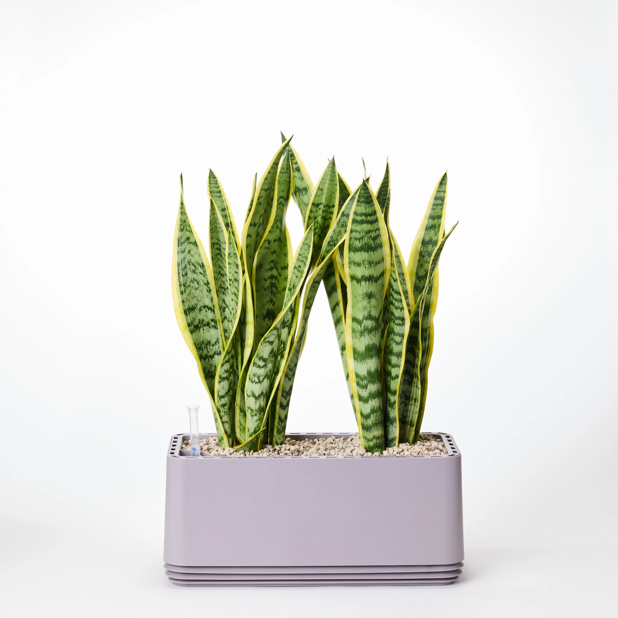 AIRY System L Bogenhanf (Sansevieria Laurentii) - Image 12