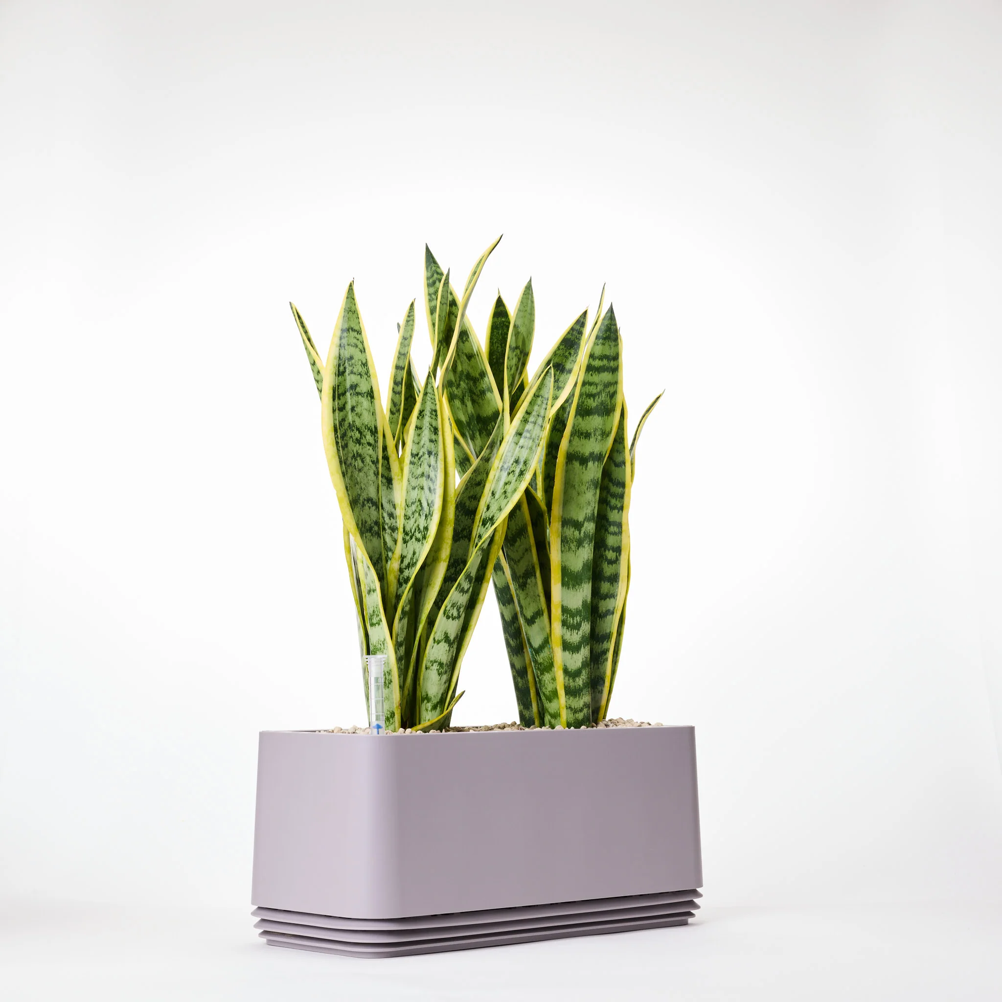 AIRY System L Bogenhanf (Sansevieria Laurentii) - Image 13
