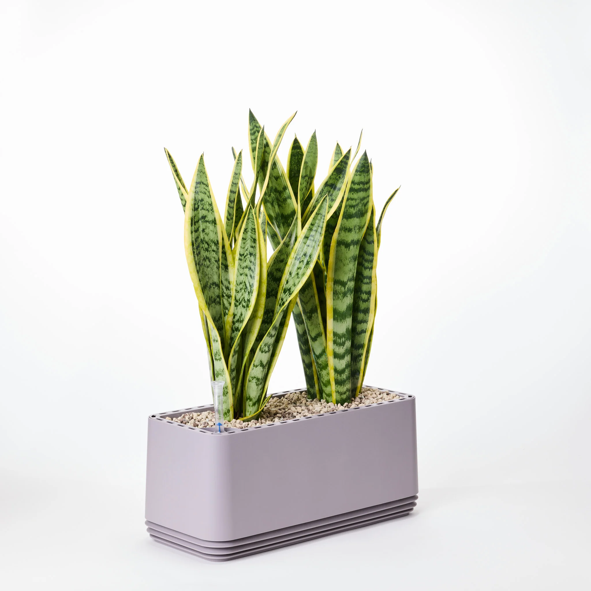 AIRY System L Bogenhanf (Sansevieria Laurentii) - Image 14