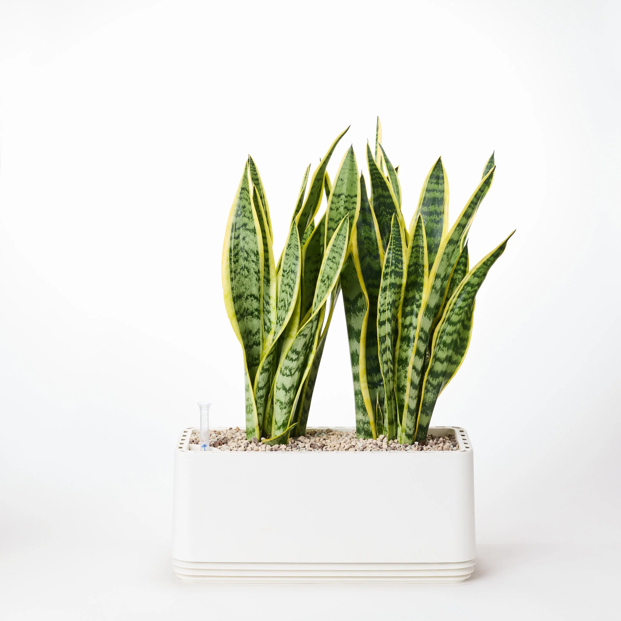 AIRY System L Bogenhanf (Sansevieria Laurentii) - Image 15