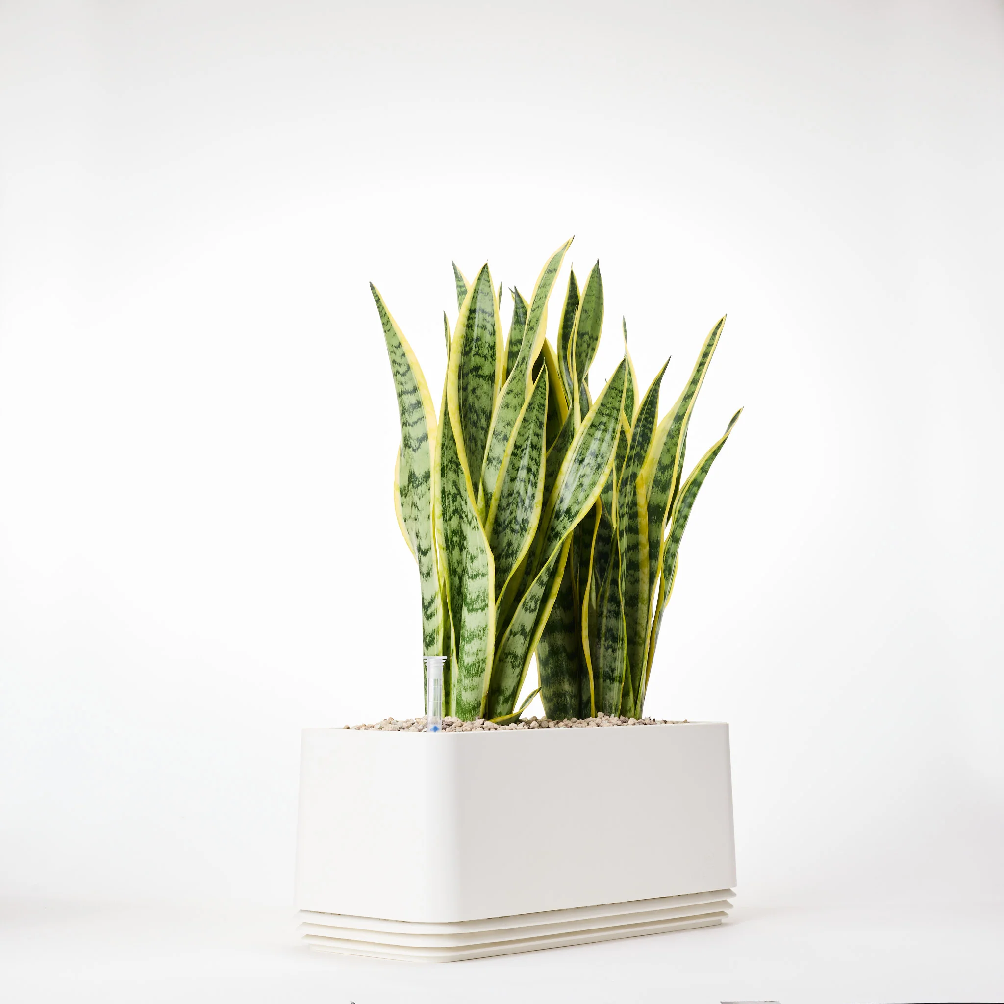 AIRY System L Bogenhanf (Sansevieria Laurentii) - Image 16
