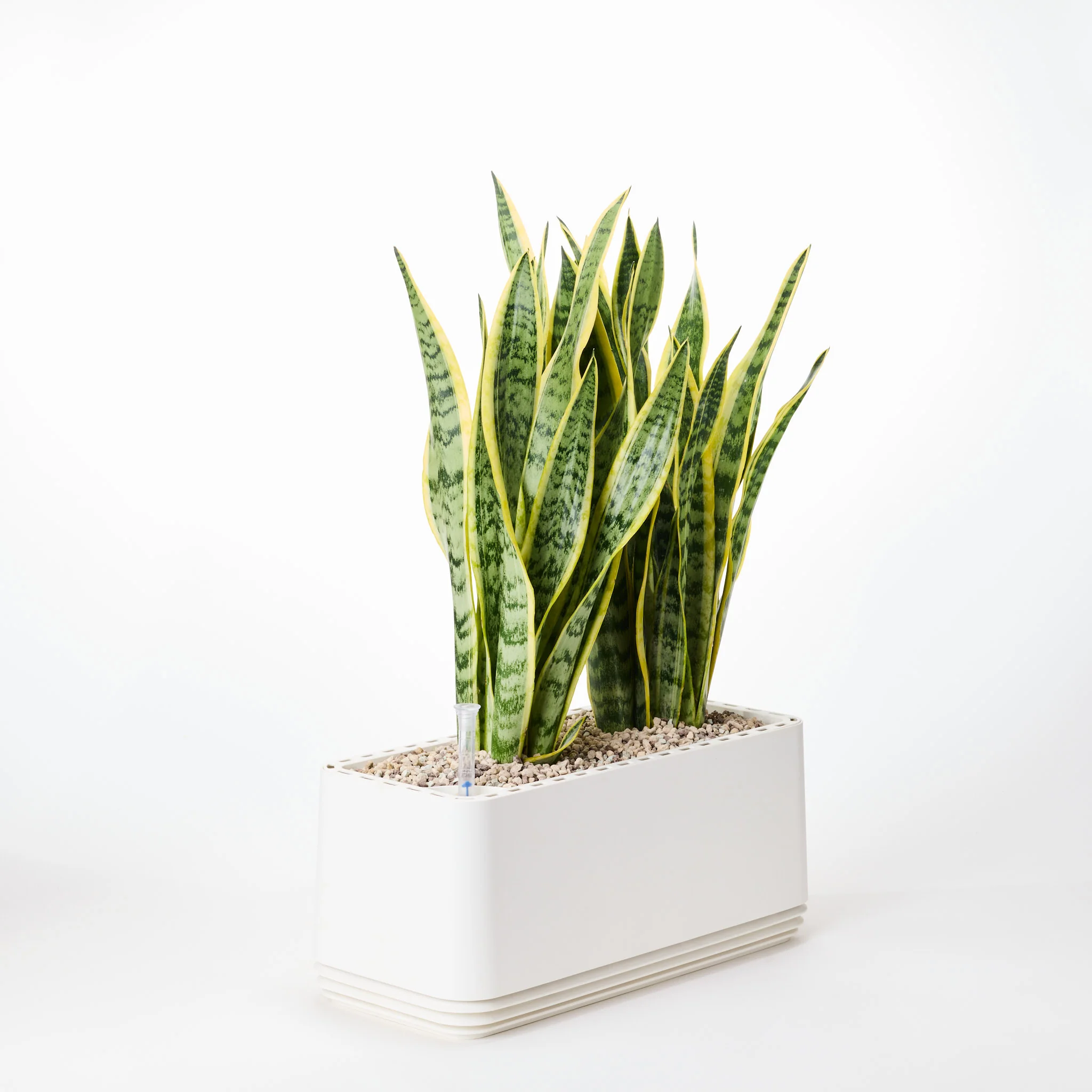 AIRY System L Bogenhanf (Sansevieria Laurentii) - Image 17