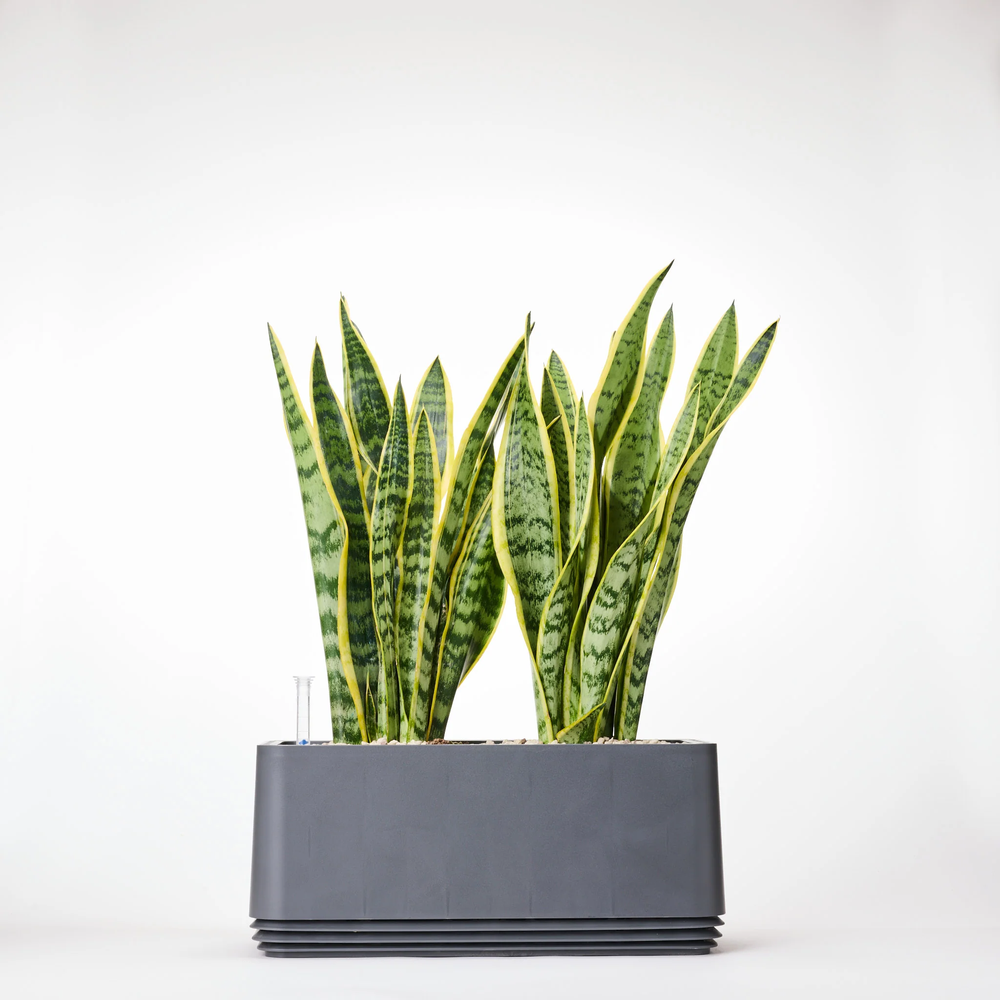 AIRY System L Bogenhanf (Sansevieria Laurentii) - Image 18