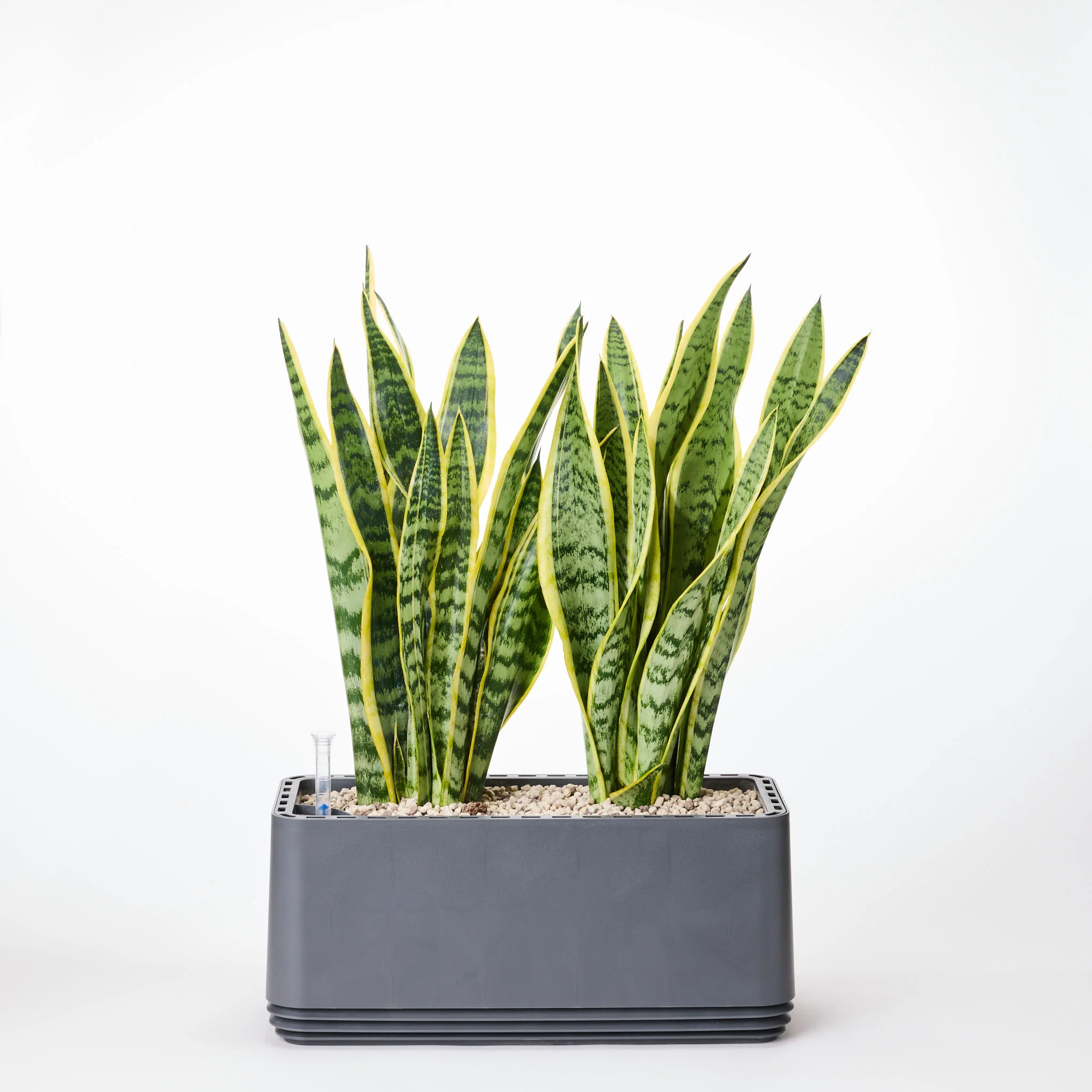 AIRY System L Bogenhanf (Sansevieria Laurentii) - Image 19