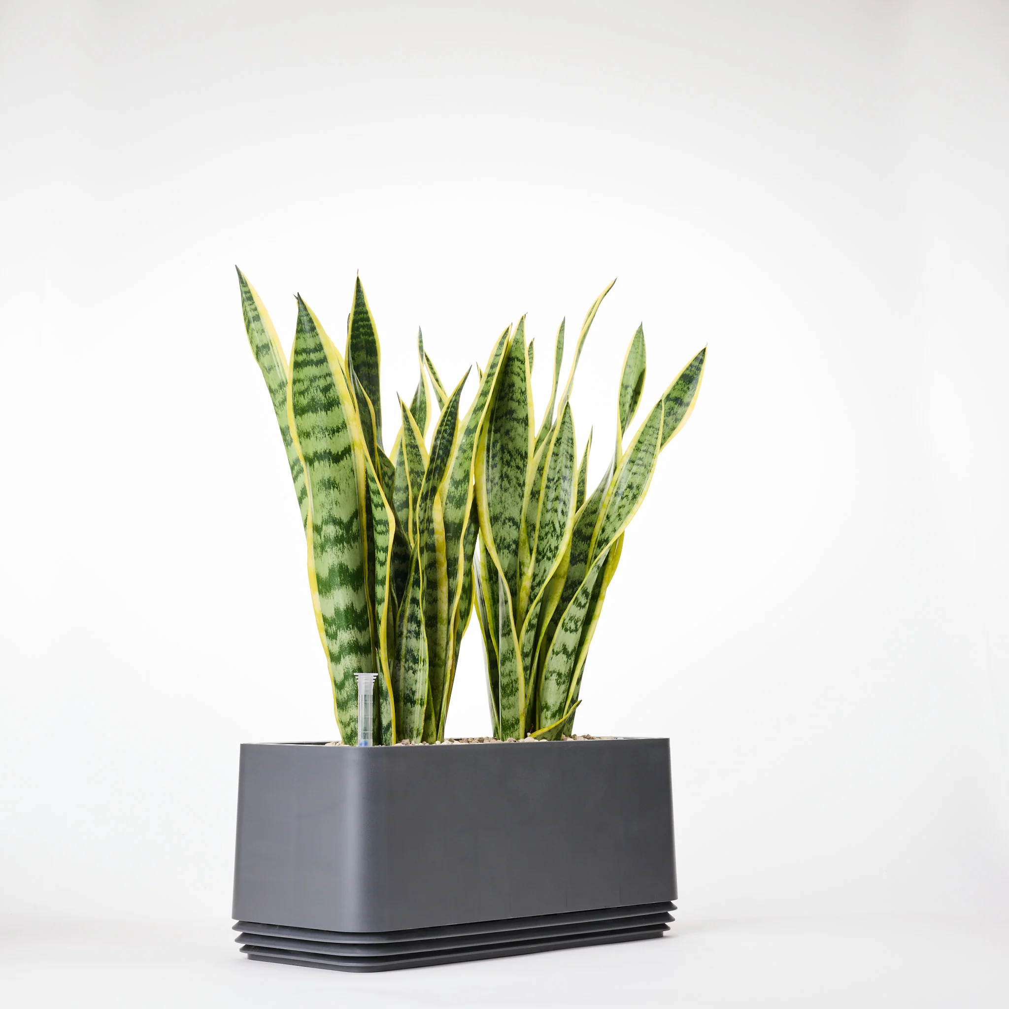 AIRY System L Bogenhanf (Sansevieria Laurentii) - Image 20
