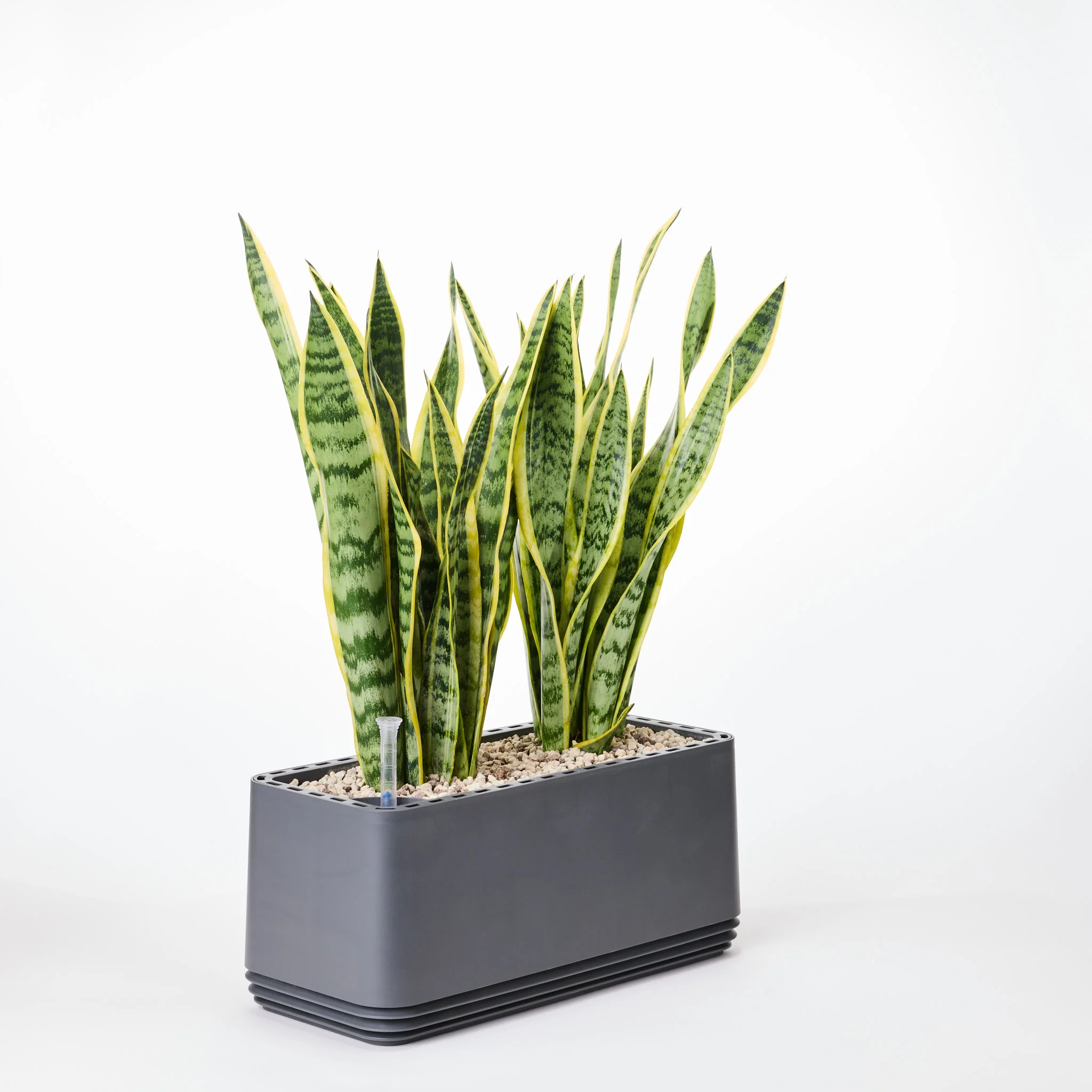 AIRY System L Bogenhanf (Sansevieria Laurentii) - Image 21