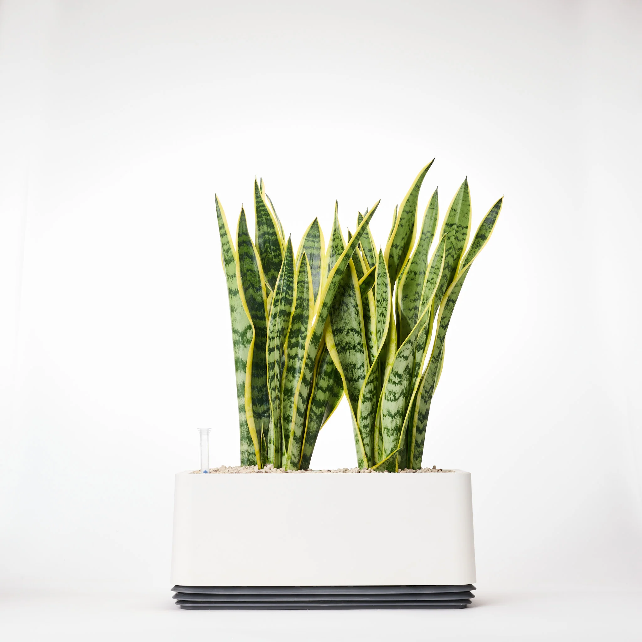 AIRY System L Bogenhanf (Sansevieria Laurentii) - Image 22