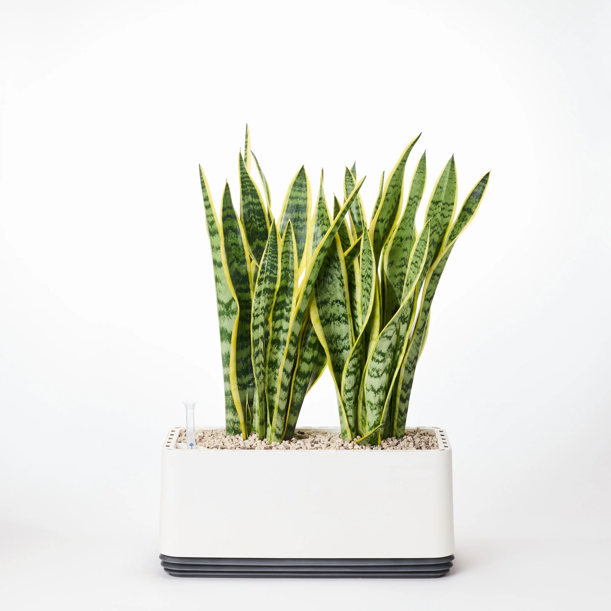 AIRY System L Bogenhanf (Sansevieria Laurentii) - Image 23