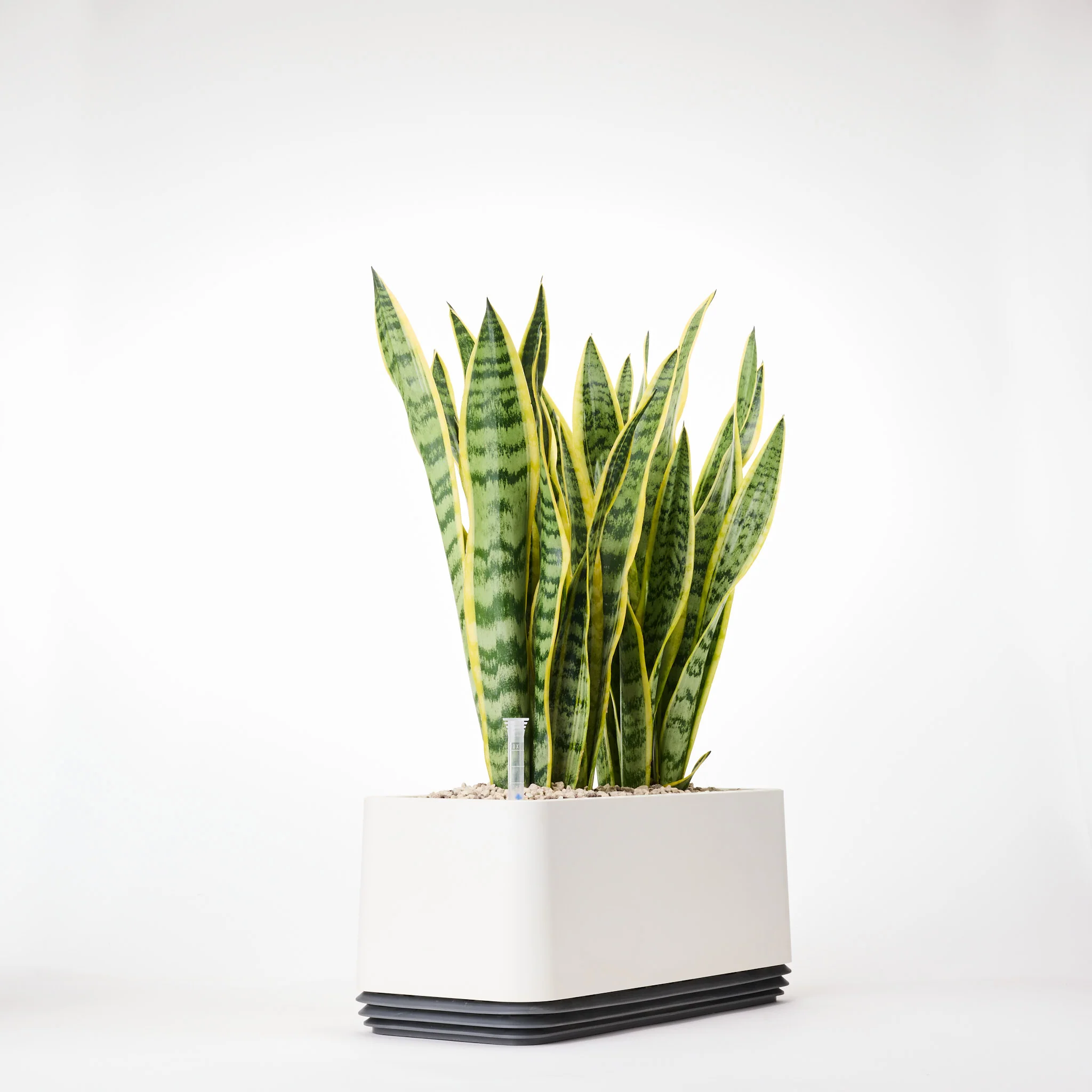 AIRY System L Bogenhanf (Sansevieria Laurentii) - Image 24