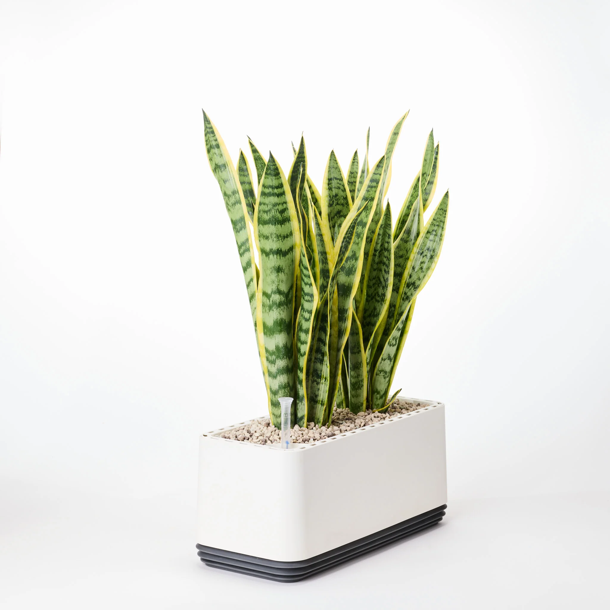 AIRY System L Bogenhanf (Sansevieria Laurentii) - Image 25