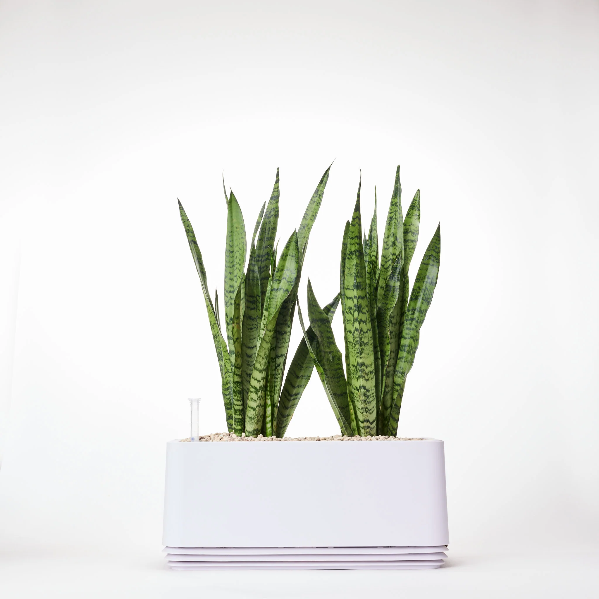 AIRY System L Bogenhanf (Sansevieria Laurentii) - Image 26