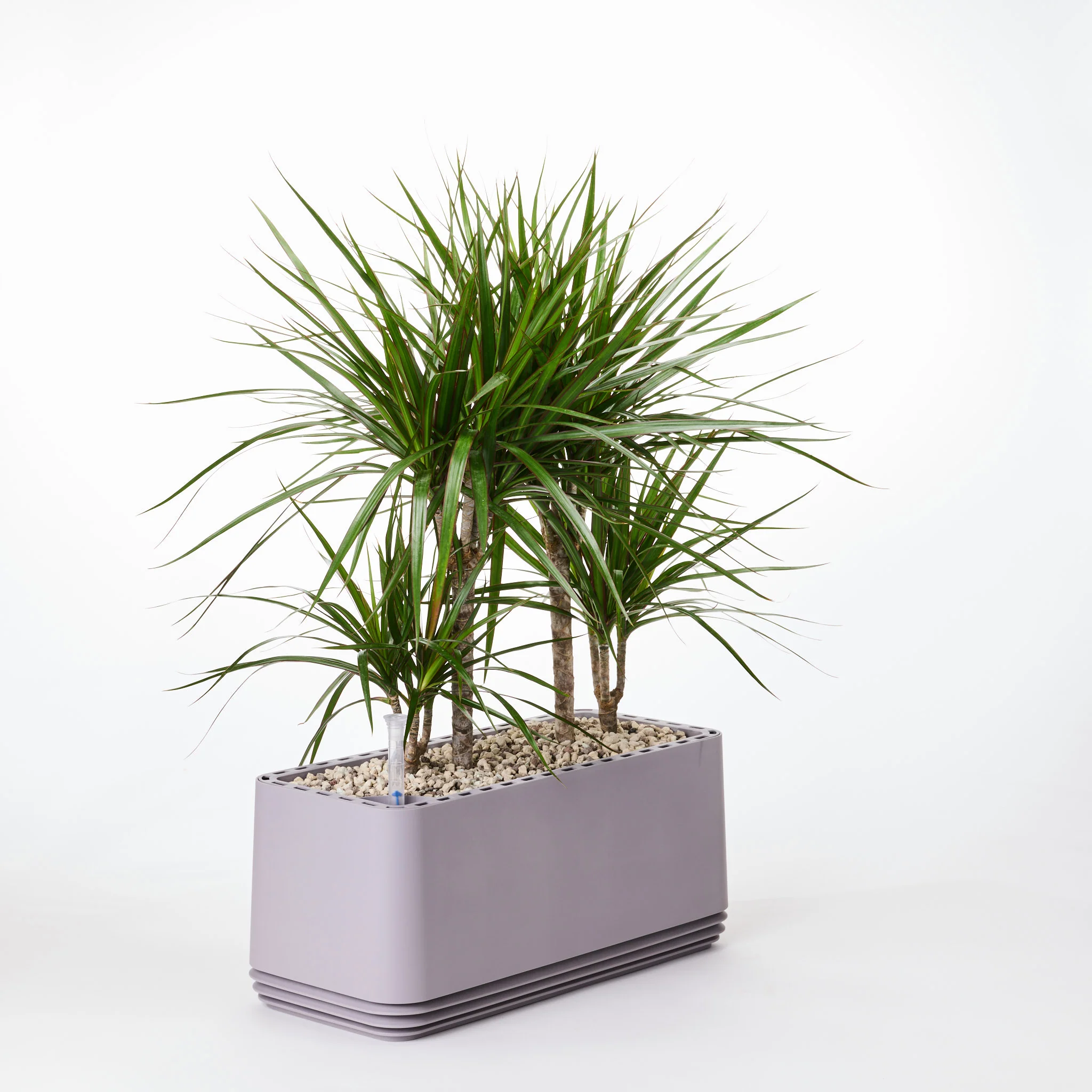 AIRY System L Drachenbaum - Image 11