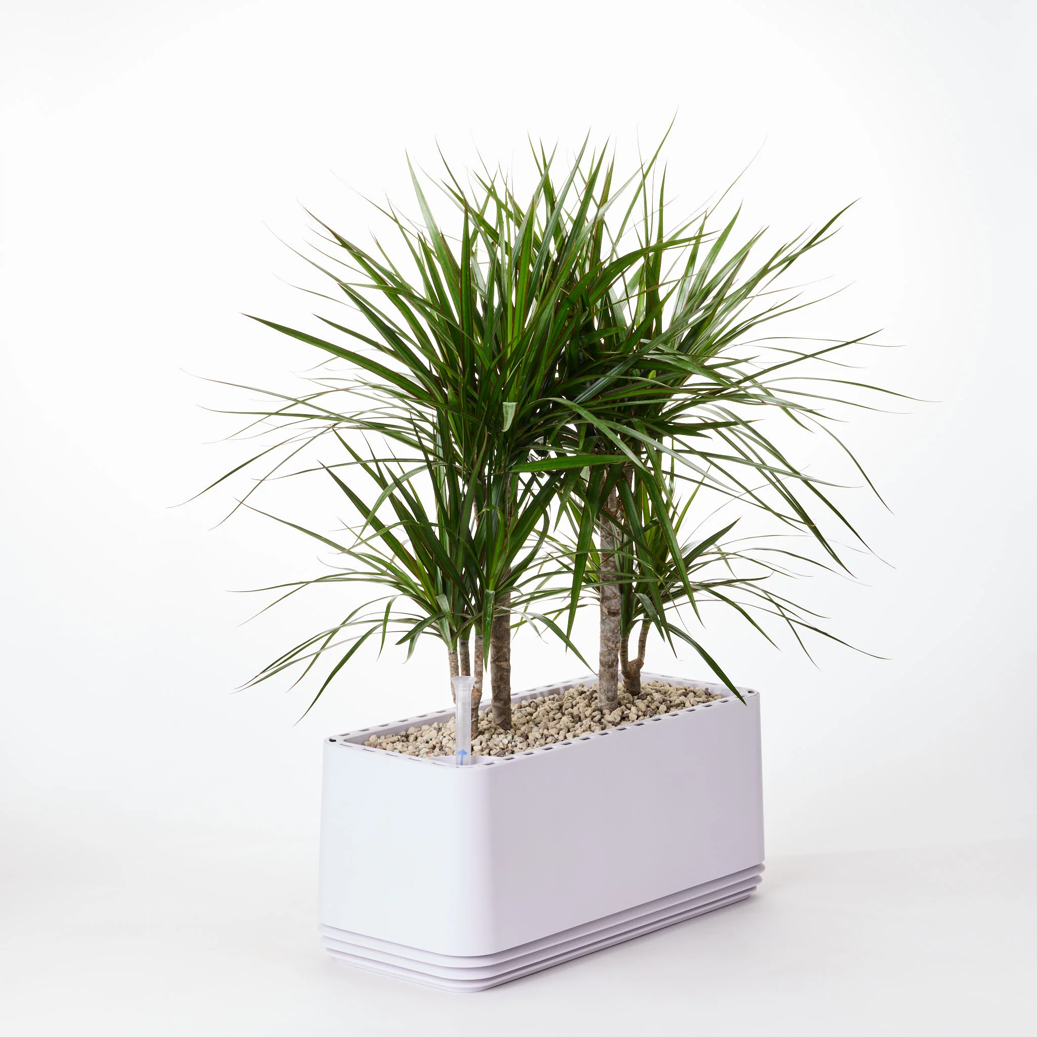 AIRY System L Drachenbaum - Image 19