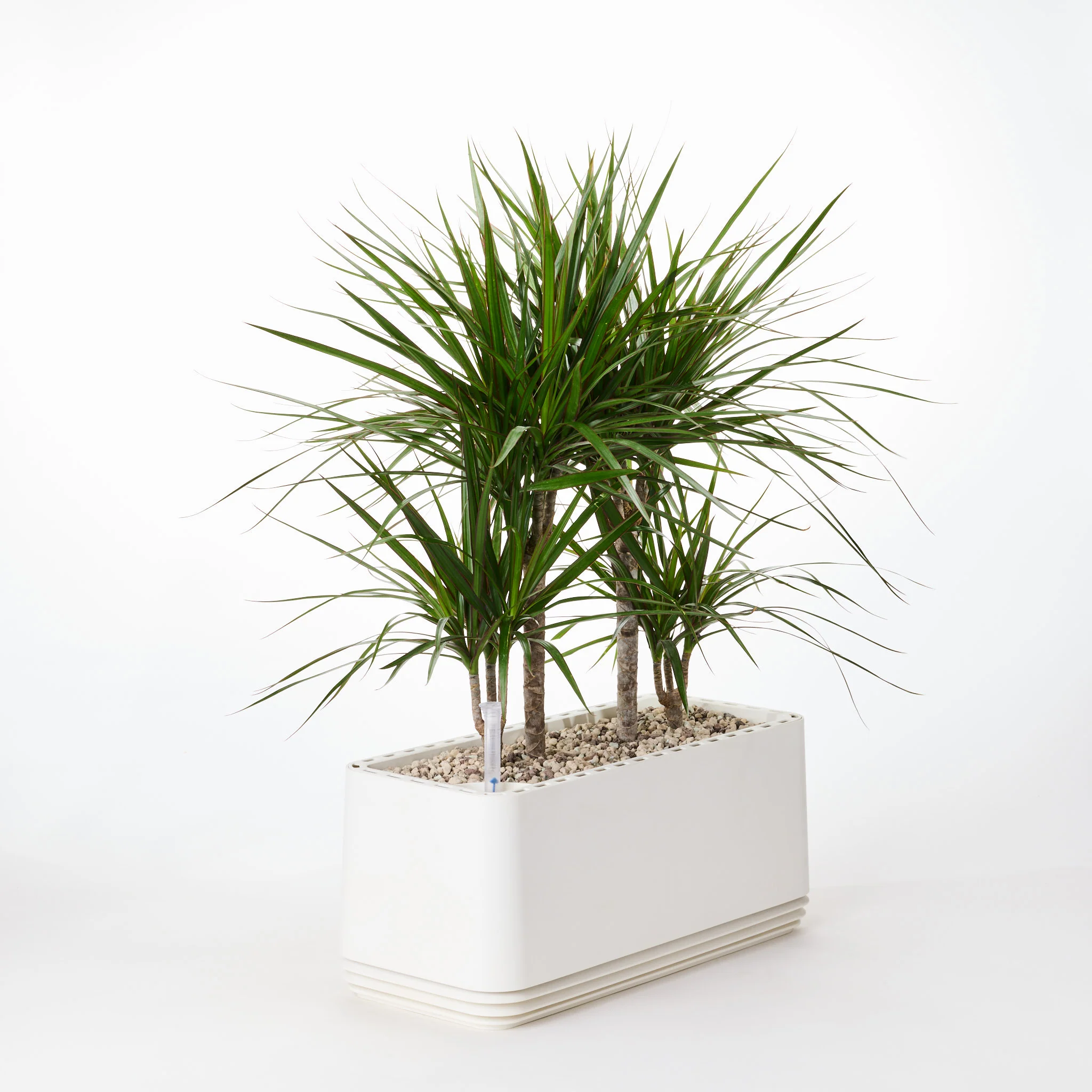 AIRY System L Drachenbaum - Image 23