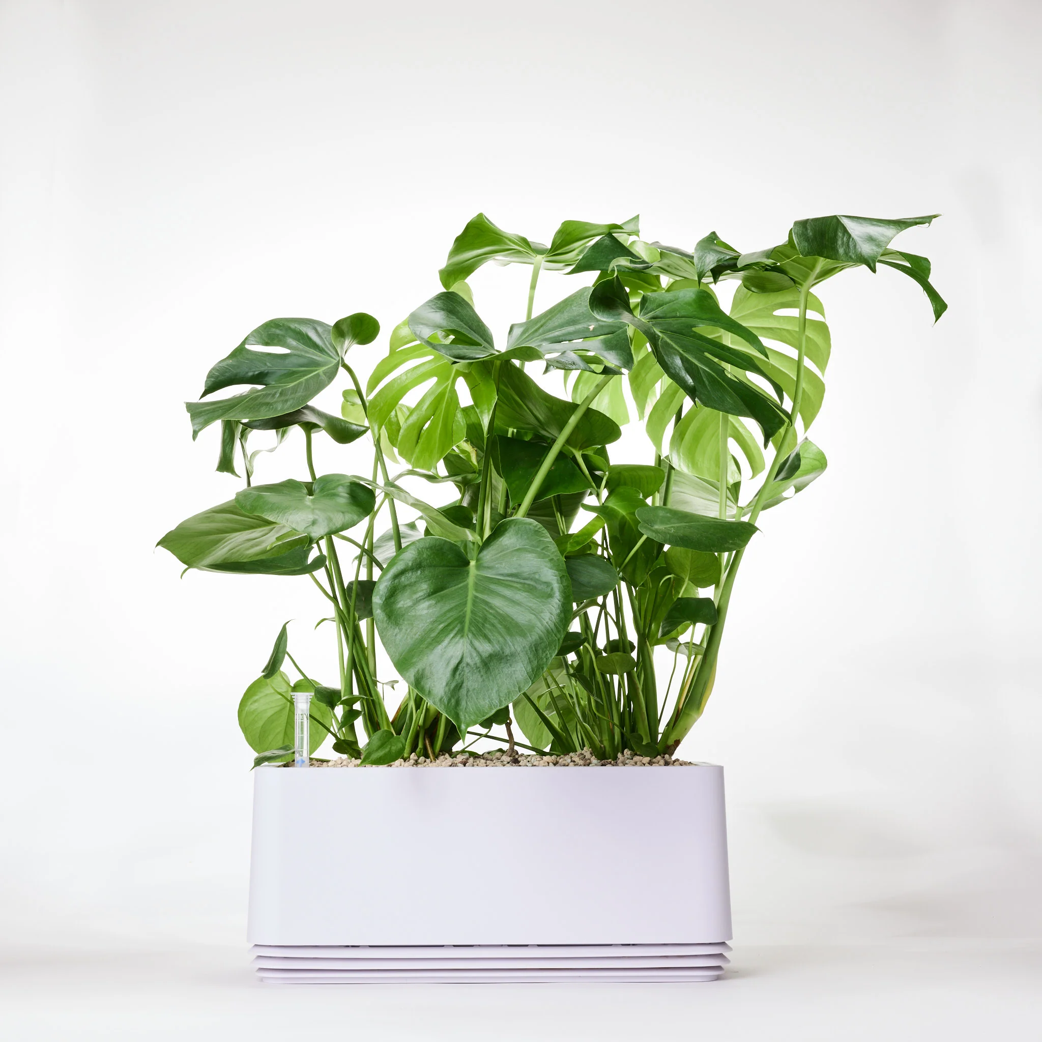 AIRY System L Monstera - Image 12
