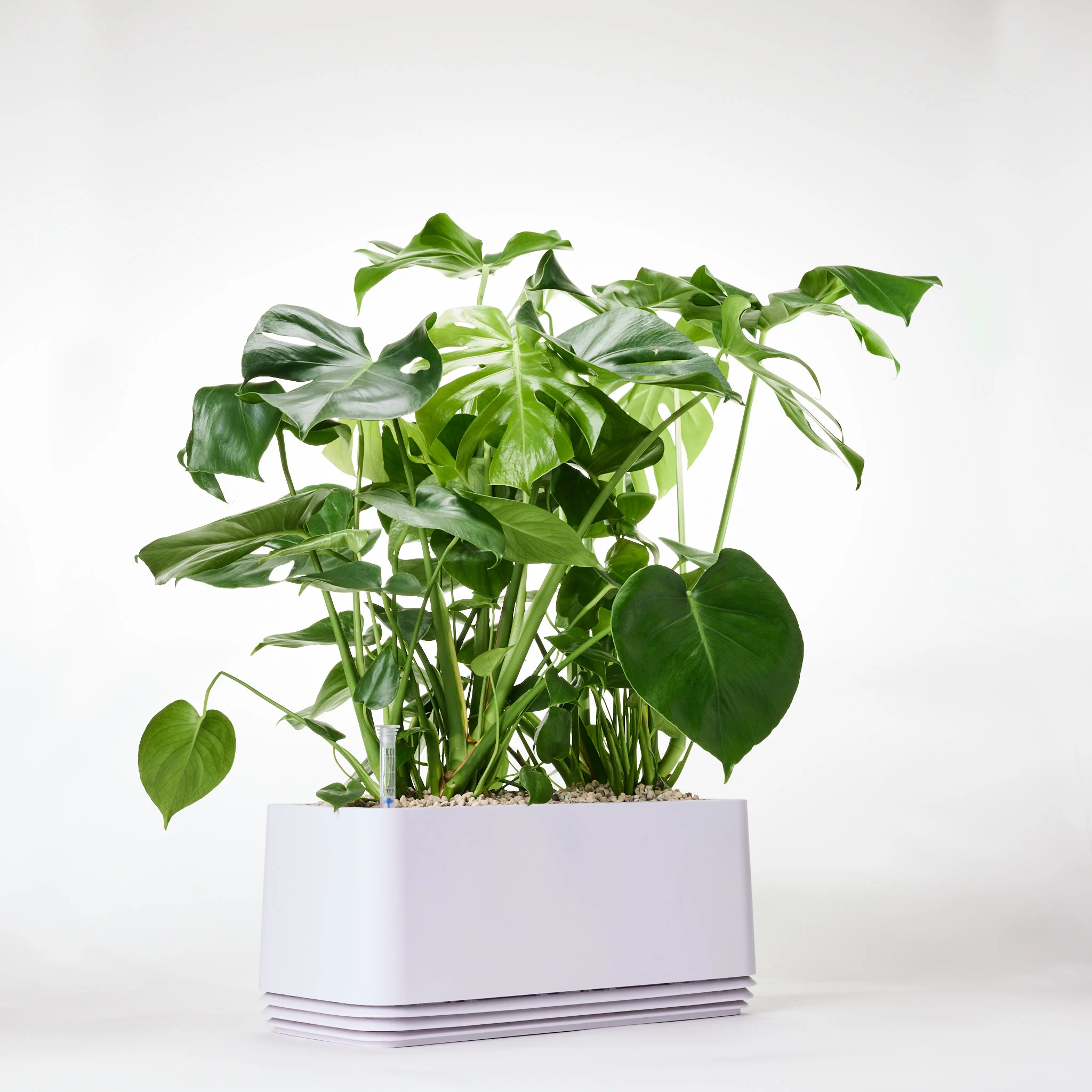 AIRY System L Monstera - Image 13