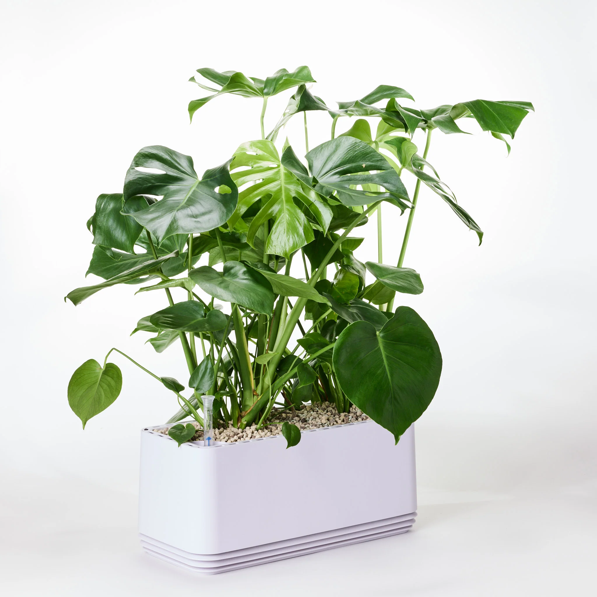 AIRY System L Monstera - Image 14