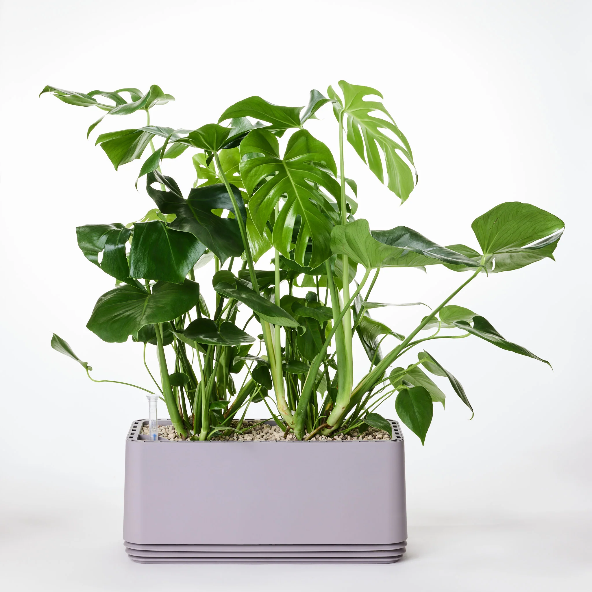 AIRY System L Monstera - Image 15