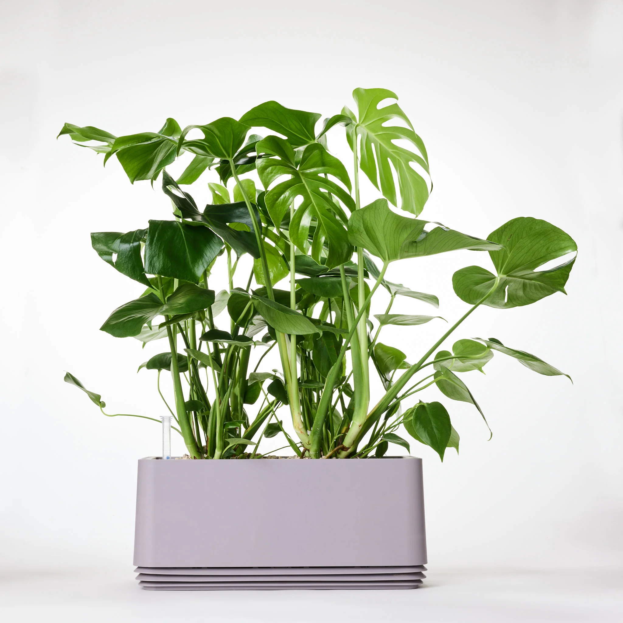 AIRY System L Monstera - Image 16
