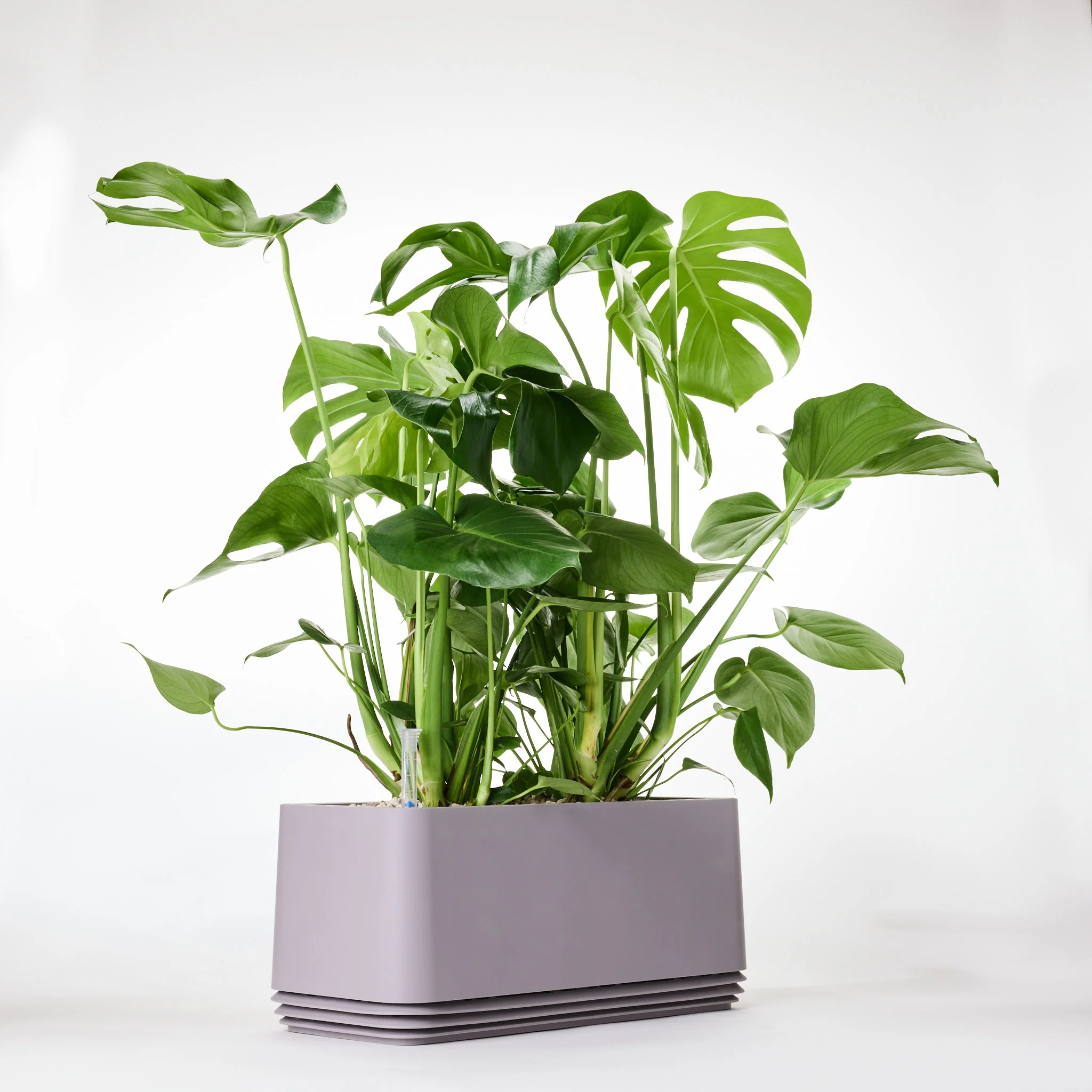 AIRY System L Monstera - Image 17