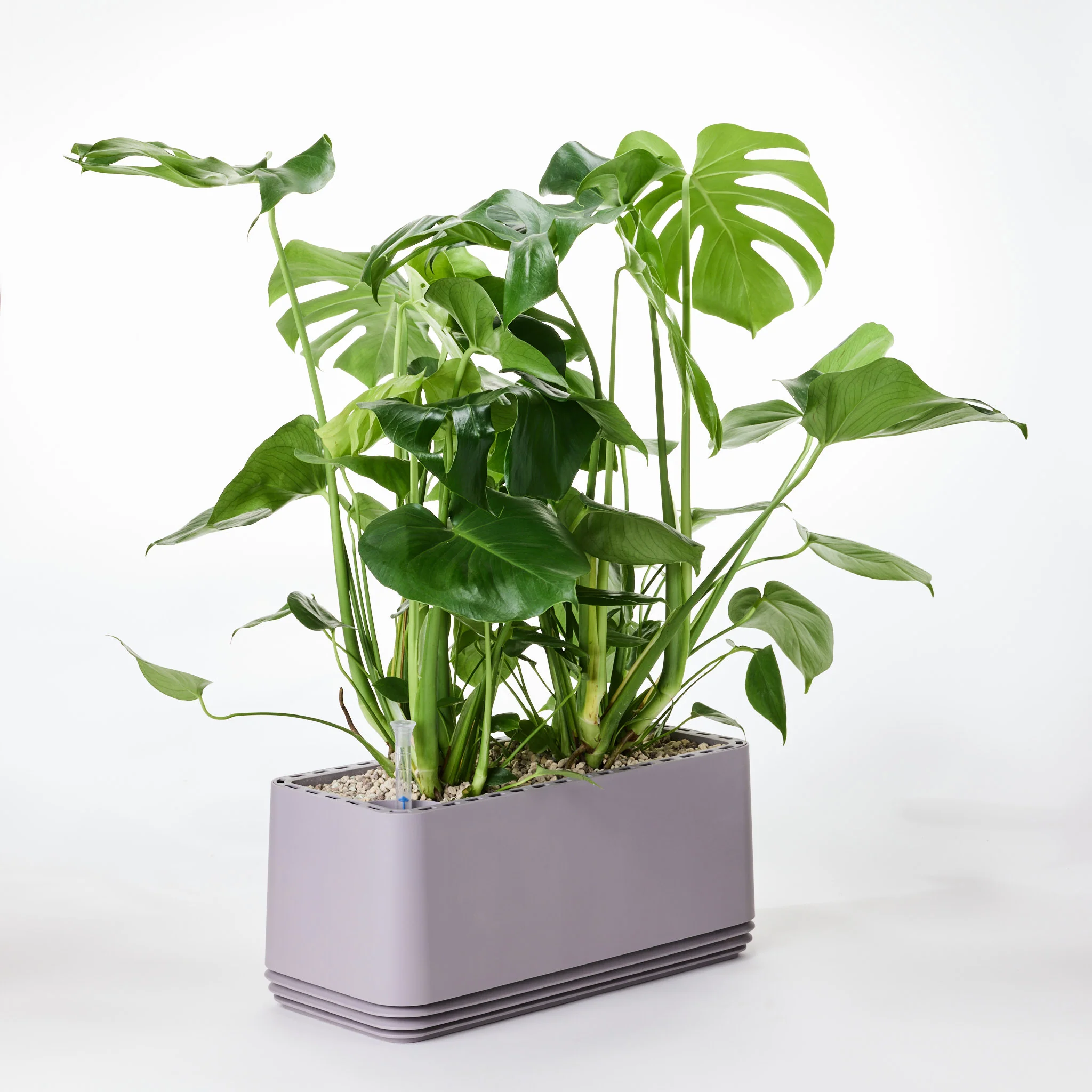 AIRY System L Monstera - Image 18