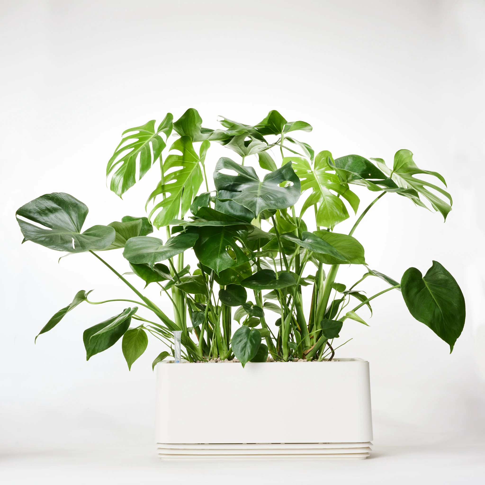 AIRY System L Monstera - Image 19