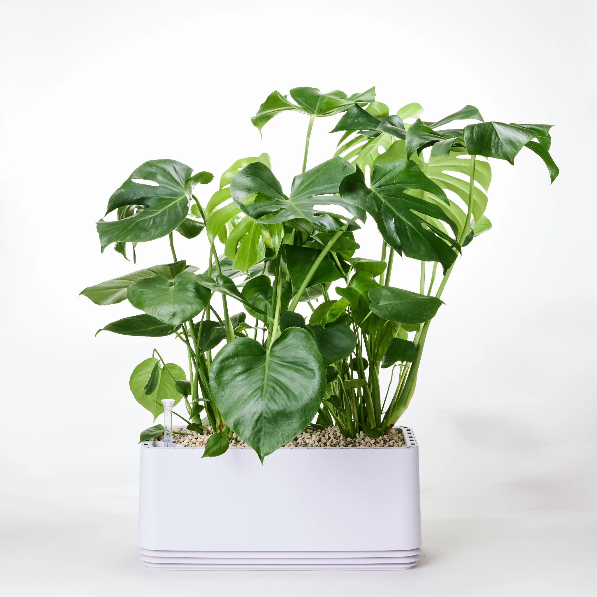 AIRY System L Monstera - Image 20