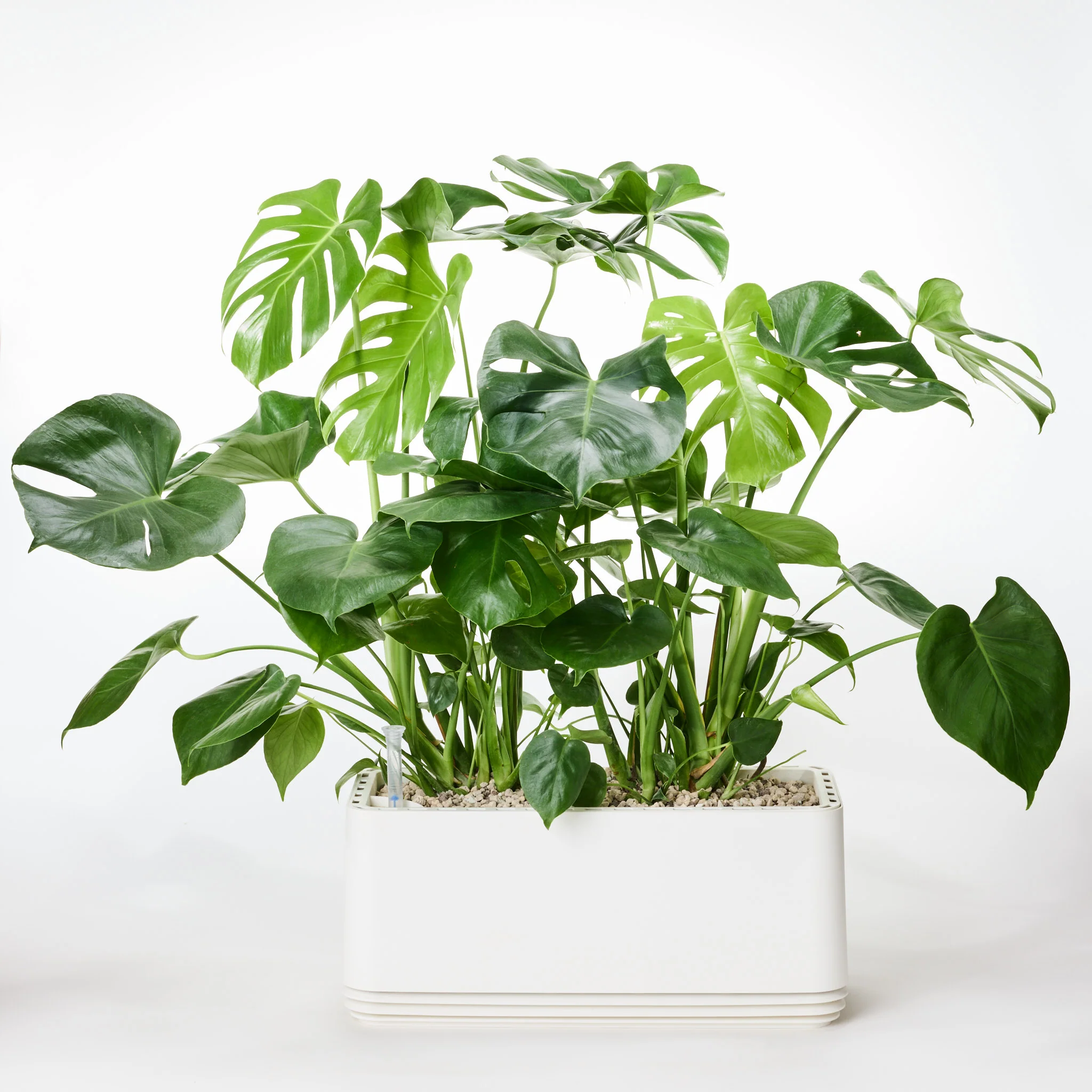 AIRY System L Monstera - Image 21