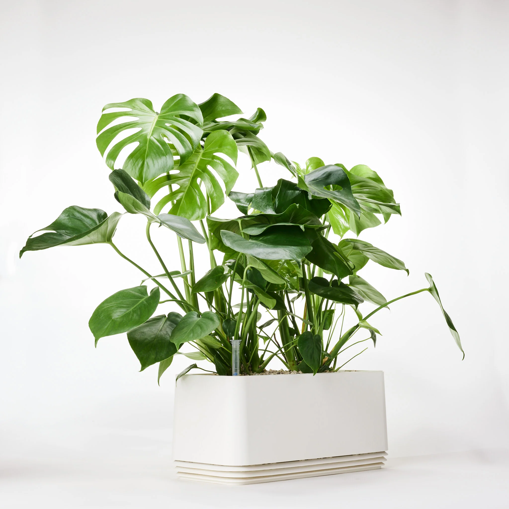 AIRY System L Monstera - Image 22