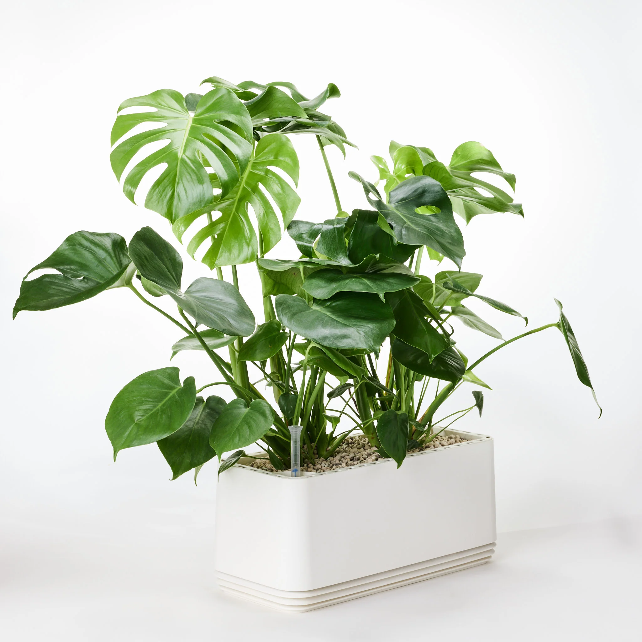AIRY System L Monstera - Image 23