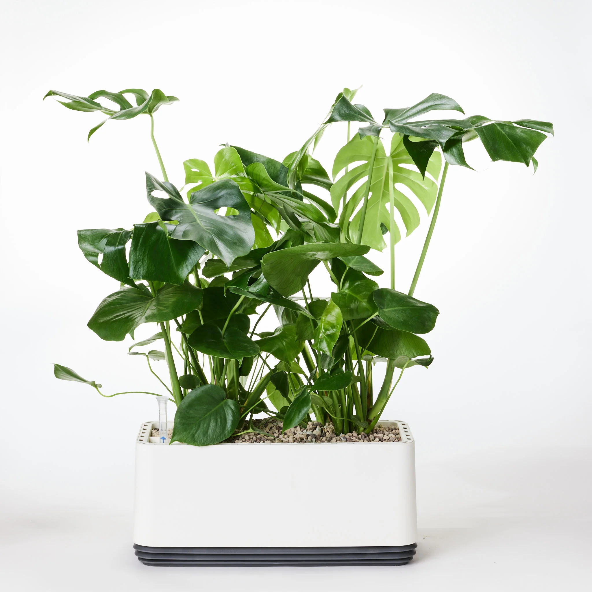 AIRY System L Monstera - Image 24