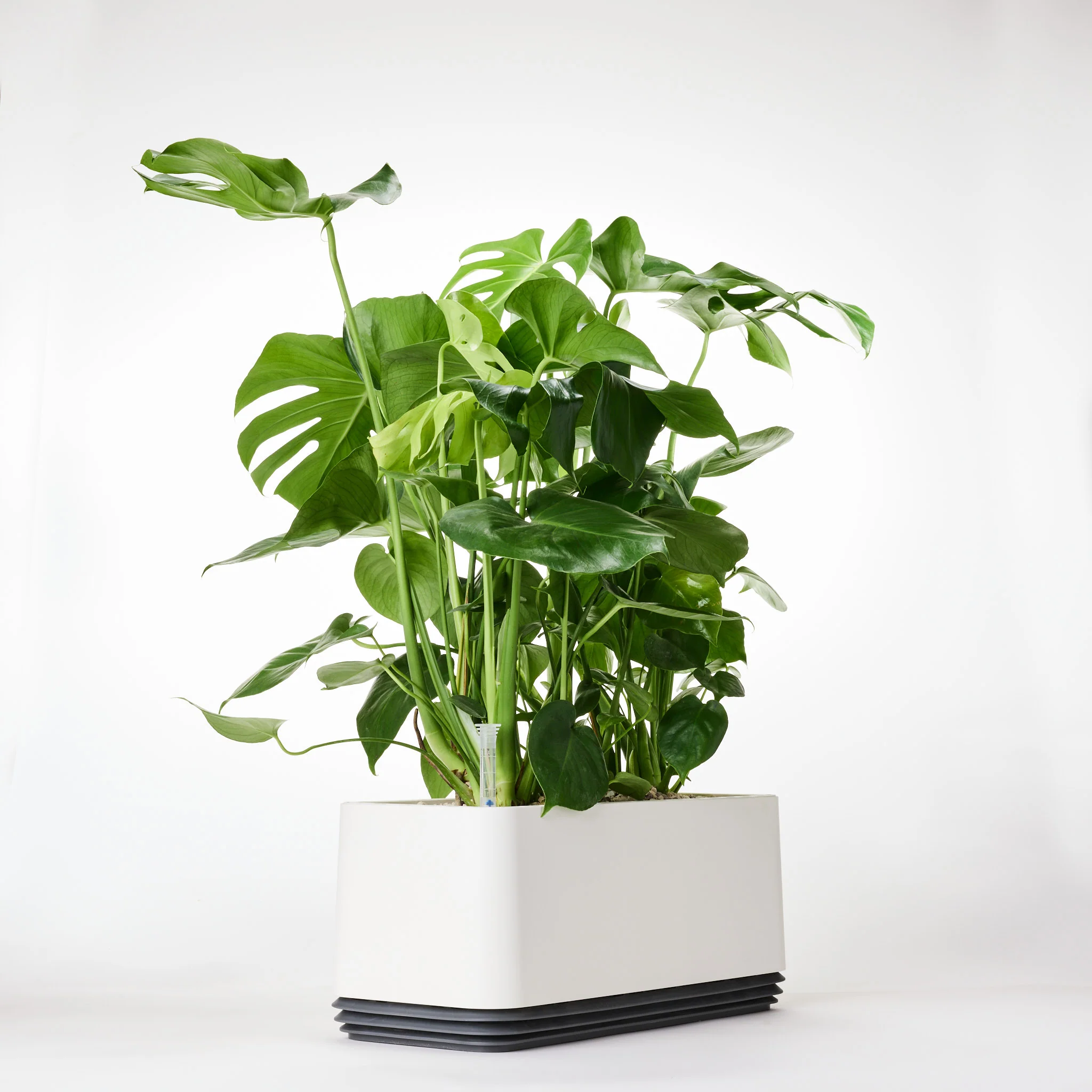 AIRY System L Monstera - Image 25
