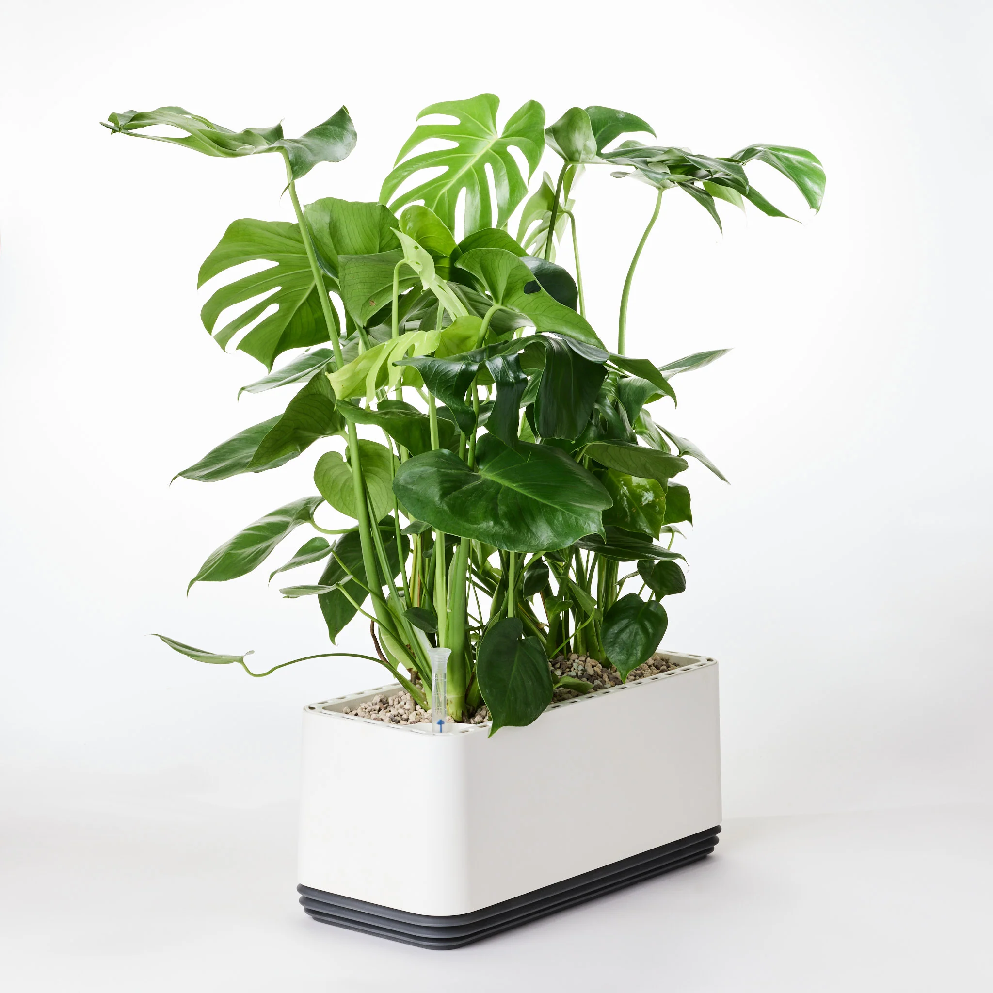 AIRY System L Monstera - Image 26