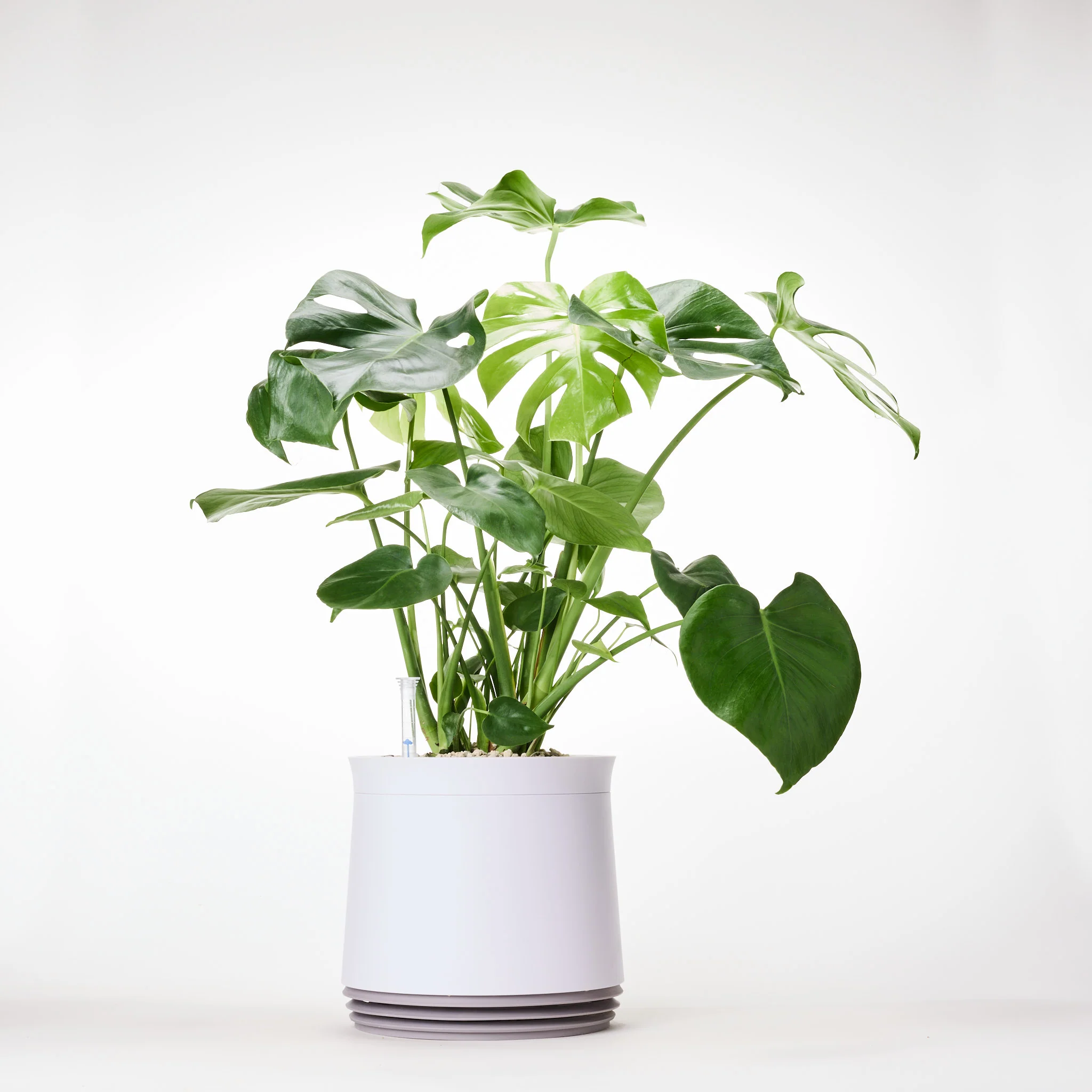 AIRY System L Monstera - Image 27