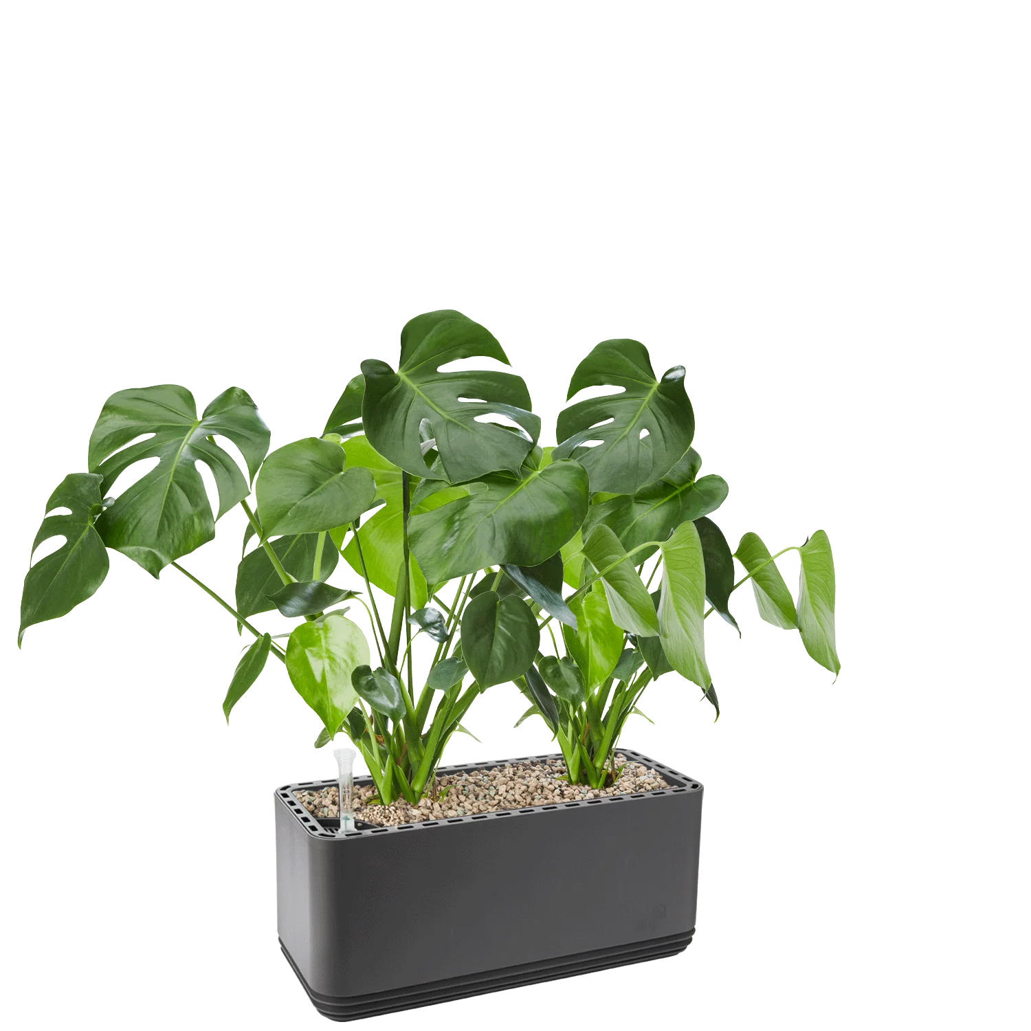 AIRY System L Monstera - Image 9
