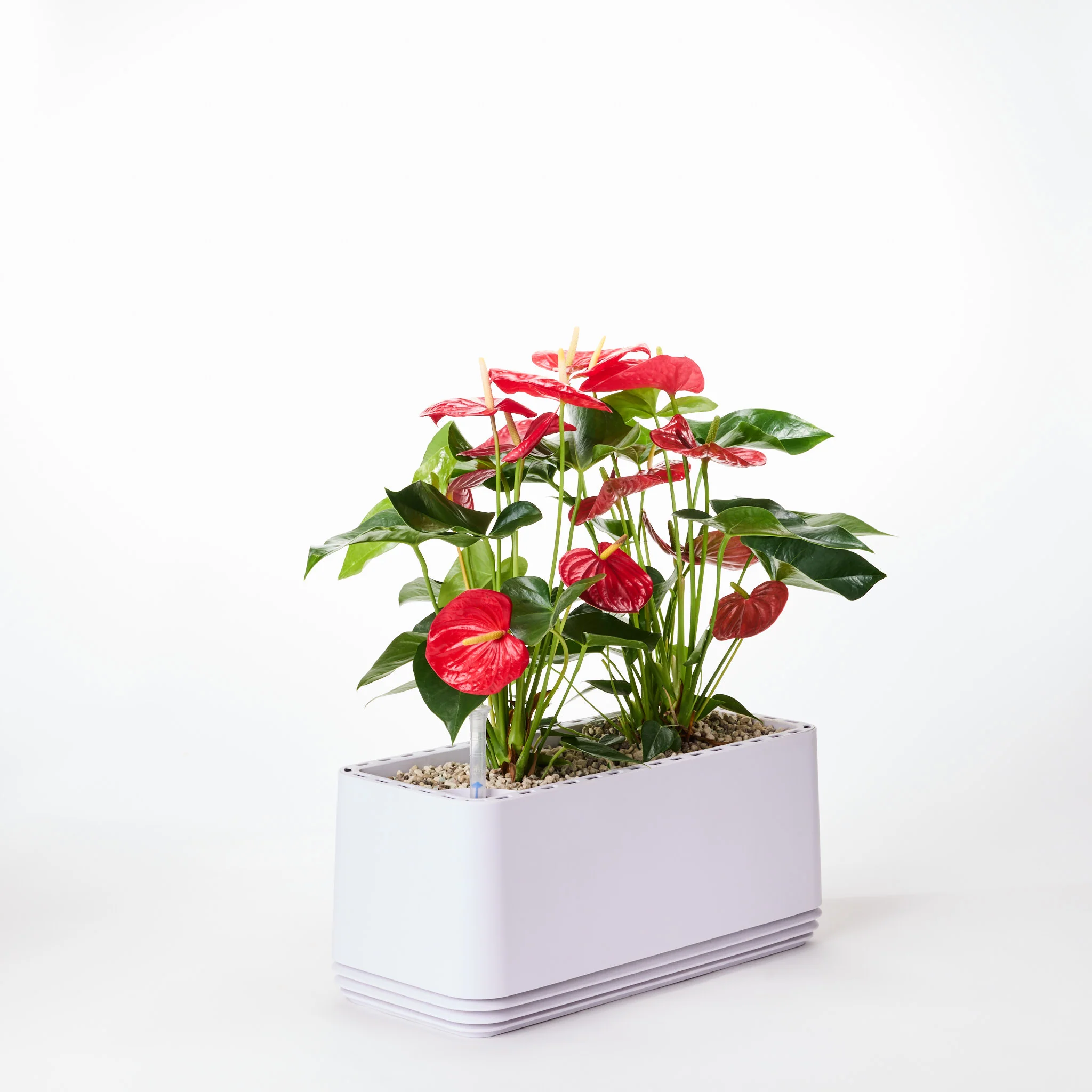 AIRY System L Flamingoblume Anthurie rot - Image 12