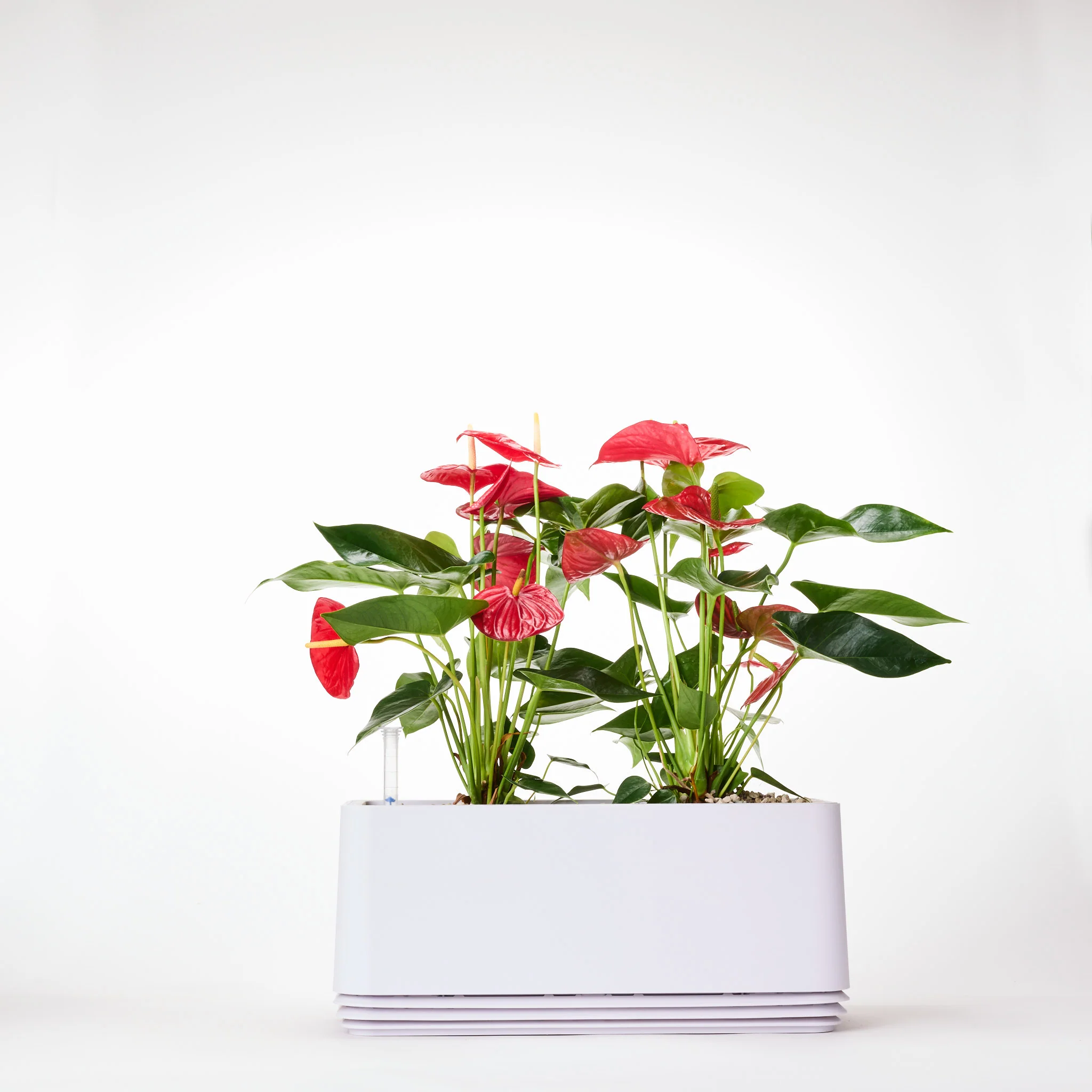 AIRY System L Flamingoblume Anthurie rot - Image 13