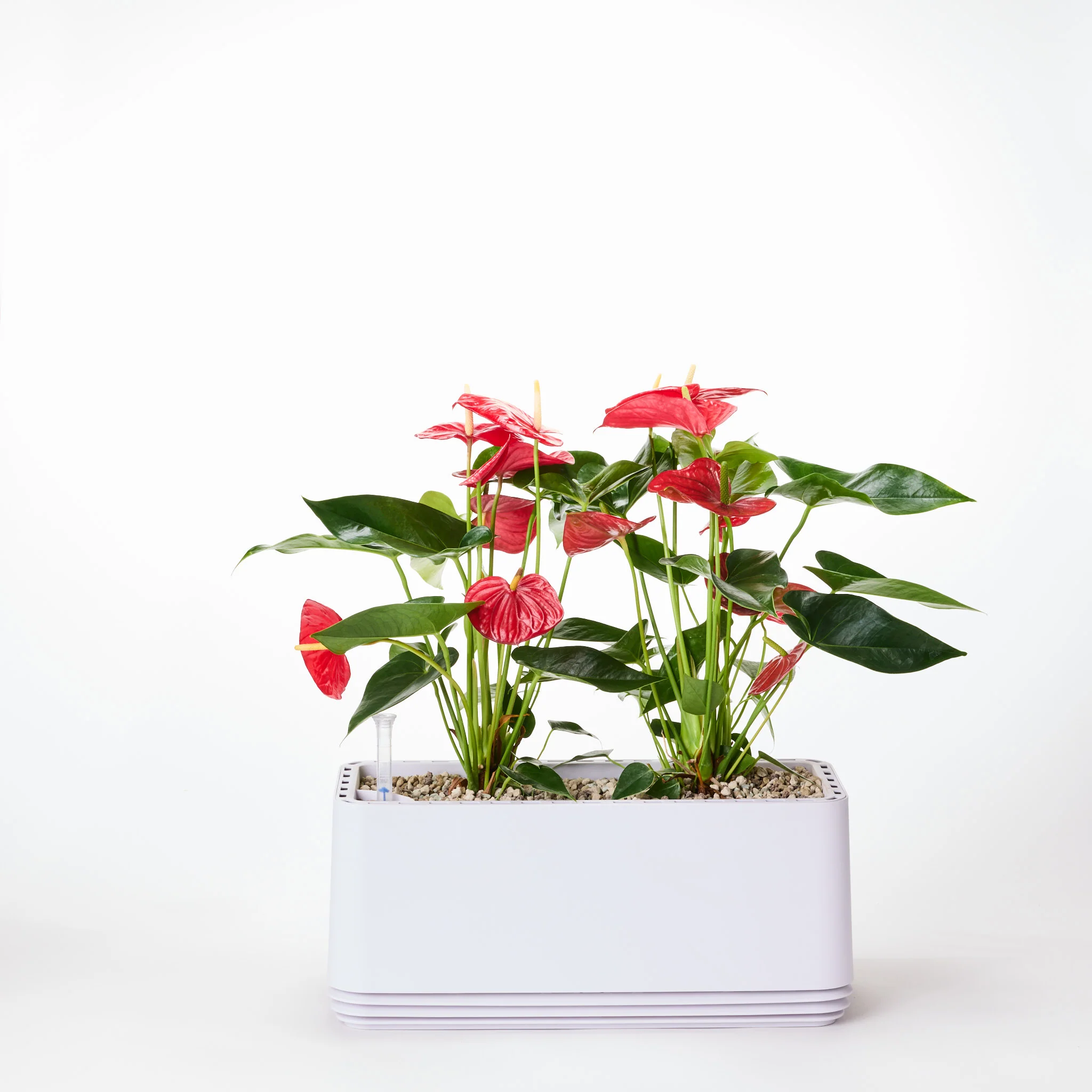 AIRY System L Flamingoblume Anthurie rot - Image 14