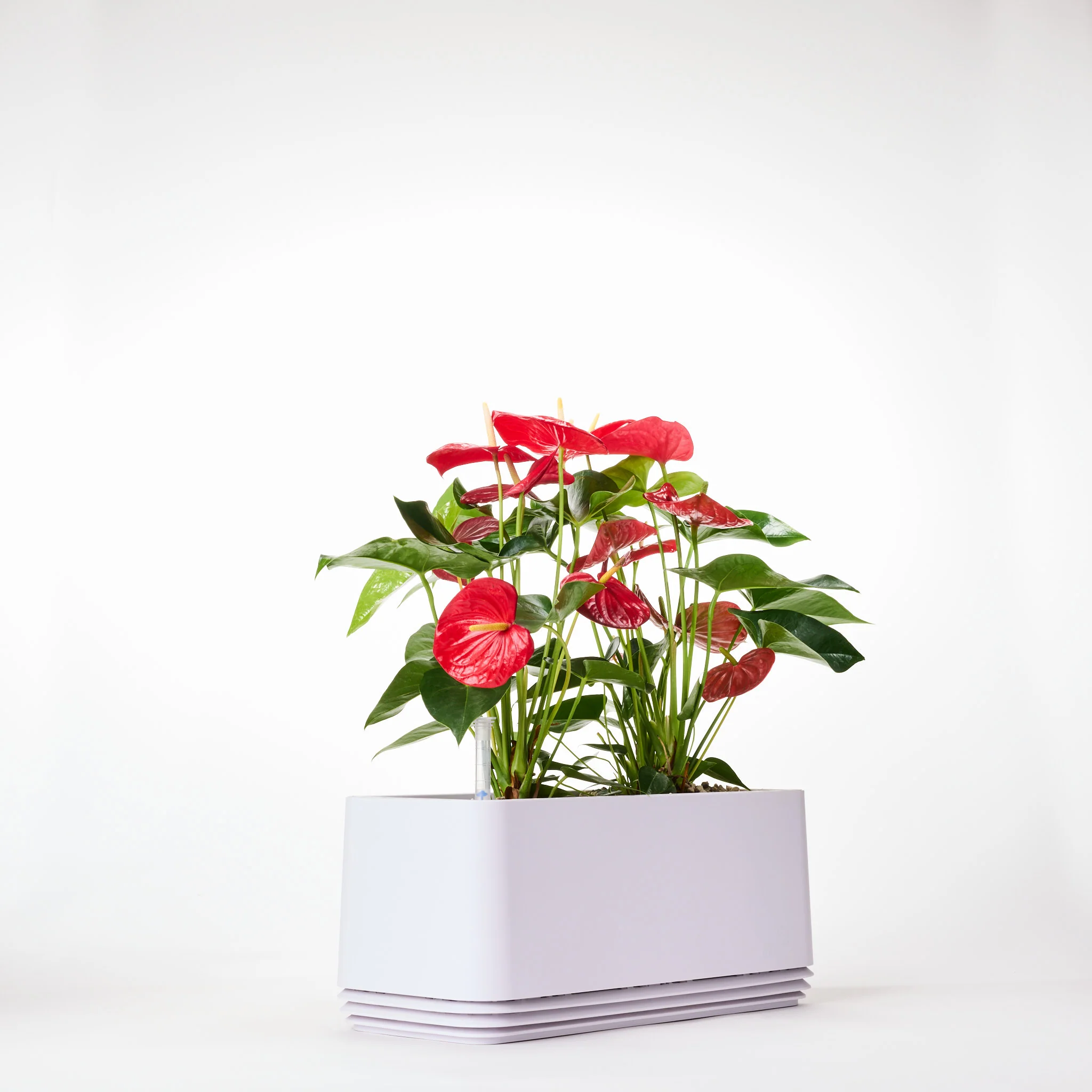 AIRY System L Flamingoblume Anthurie rot - Image 15
