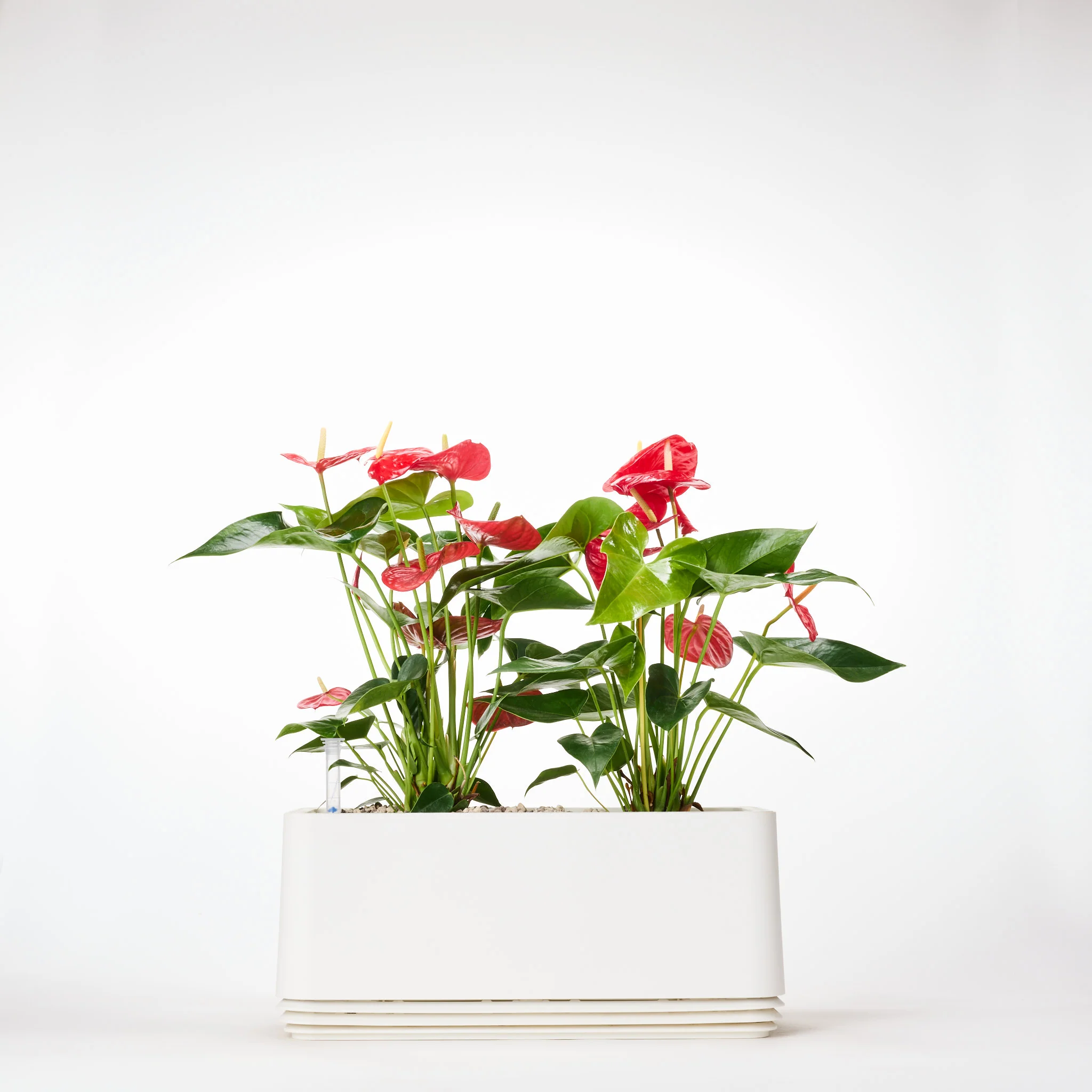 AIRY System L Flamingoblume Anthurie rot - Image 17