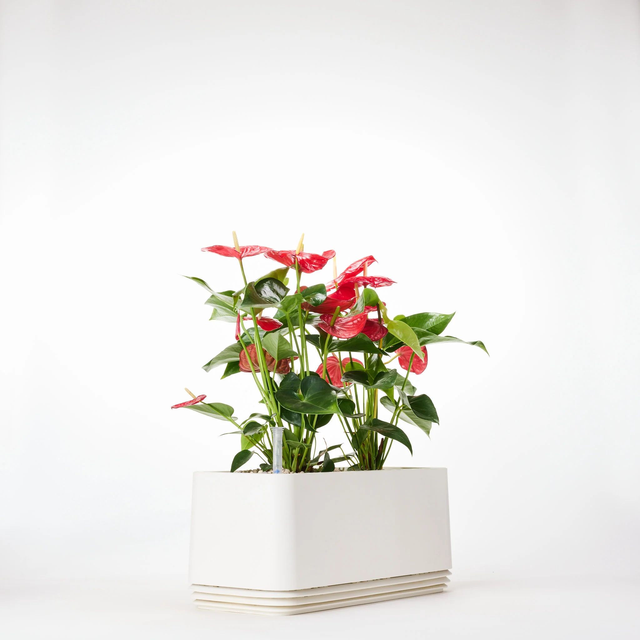 AIRY System L Flamingoblume Anthurie rot - Image 18