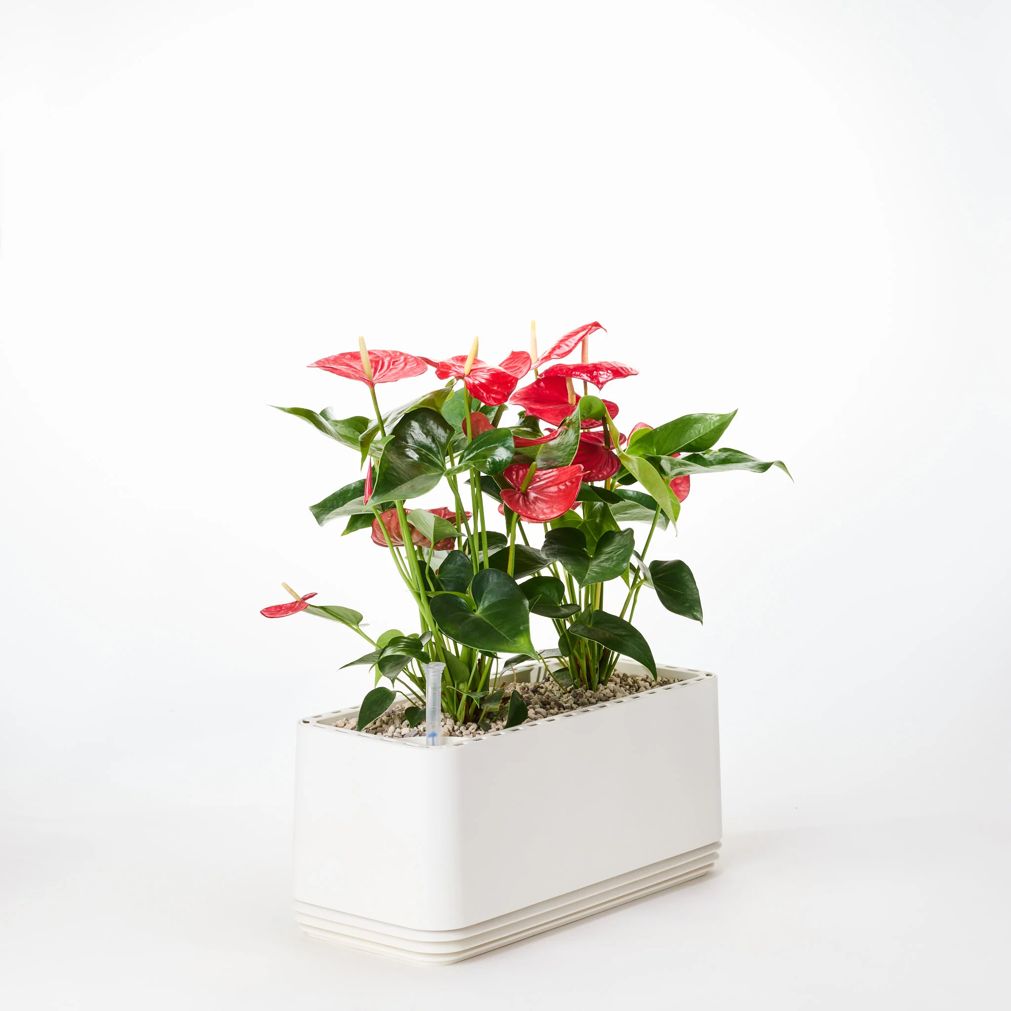 AIRY System L Flamingoblume Anthurie rot - Image 19