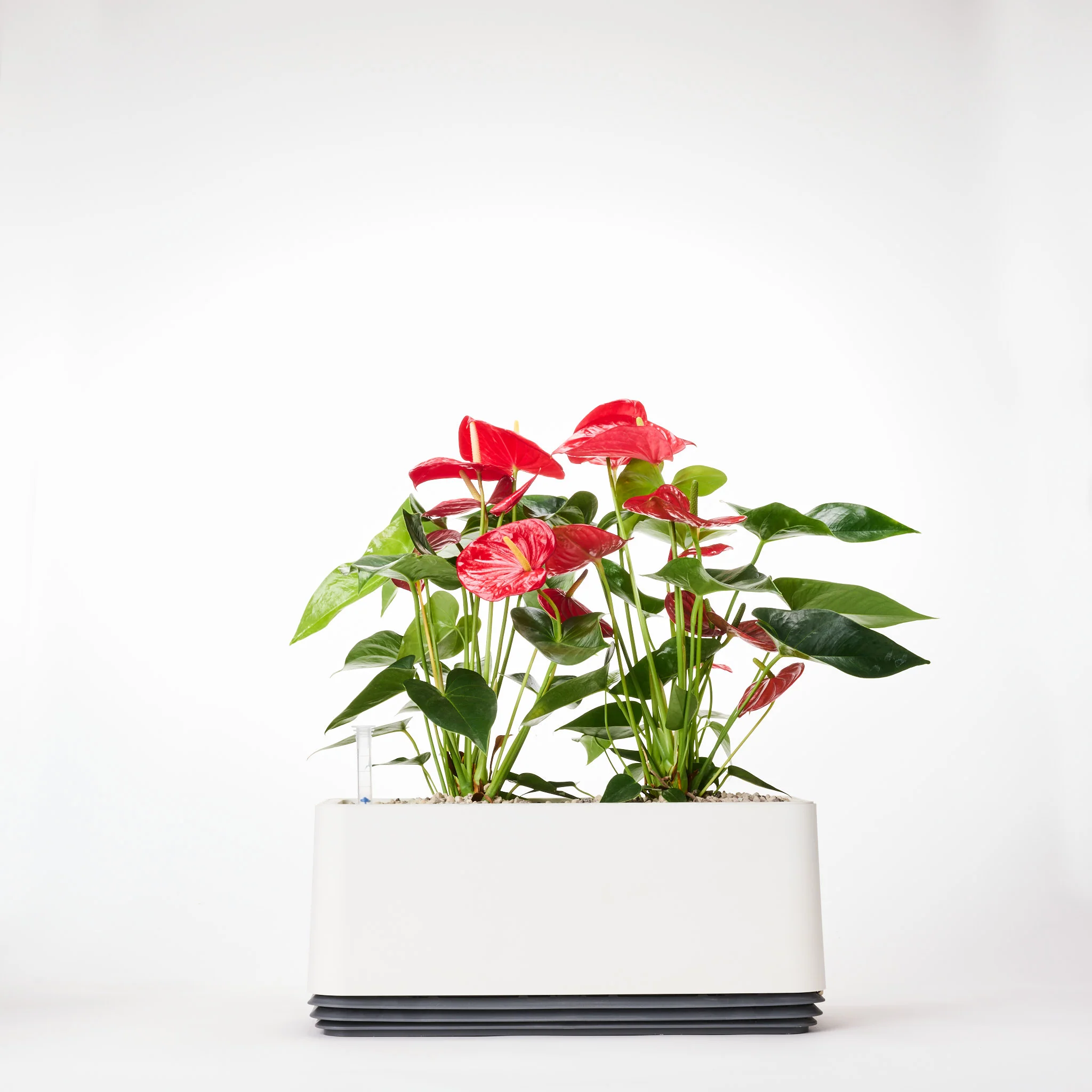 AIRY System L Flamingoblume Anthurie rot - Image 20