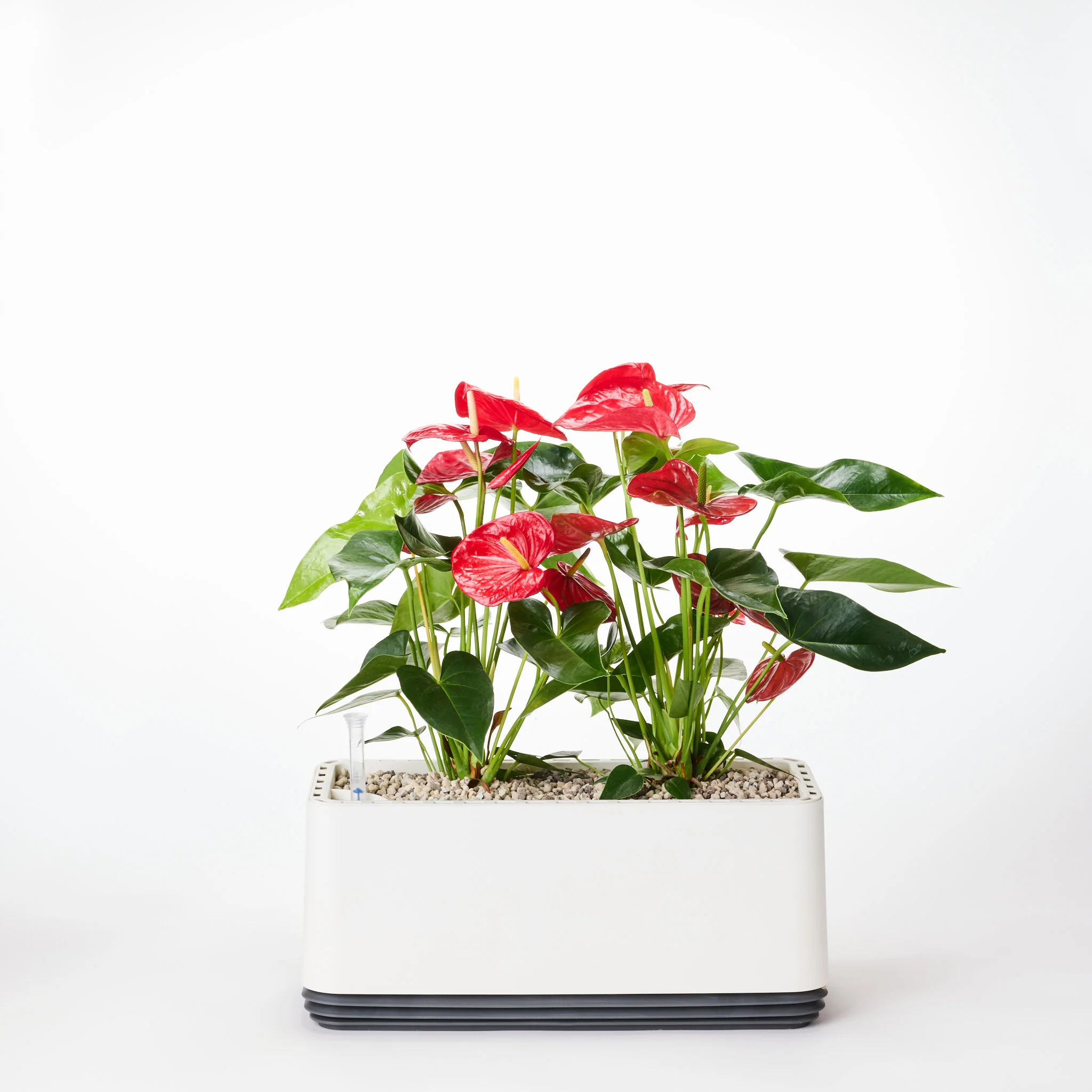 AIRY System L Flamingoblume Anthurie rot - Image 21