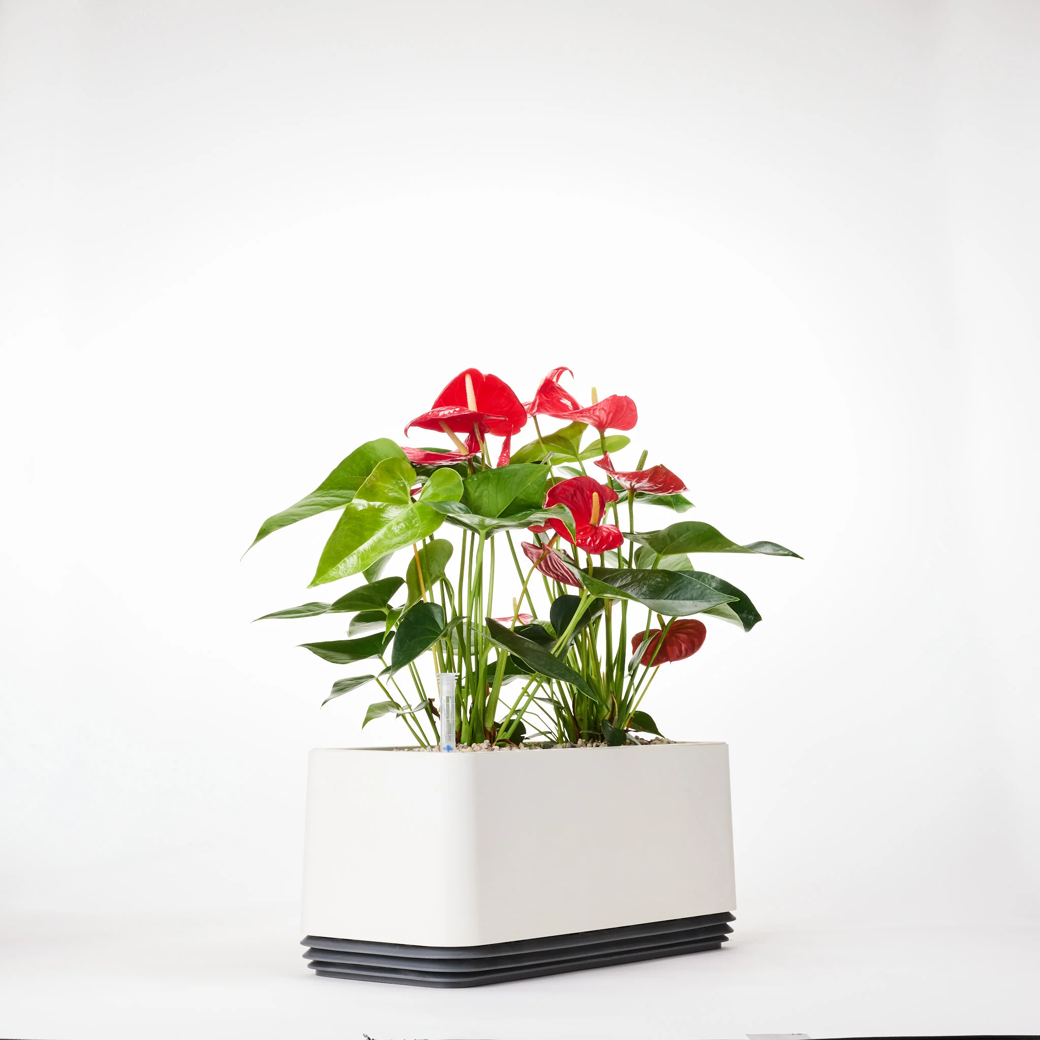 AIRY System L Flamingoblume Anthurie rot - Image 22