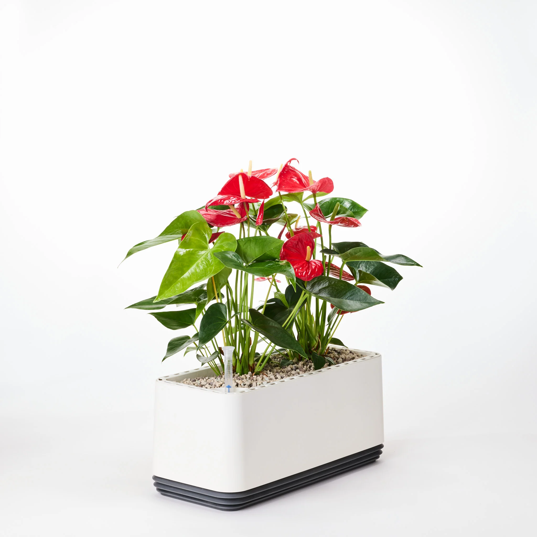 AIRY System L Flamingoblume Anthurie rot - Image 23