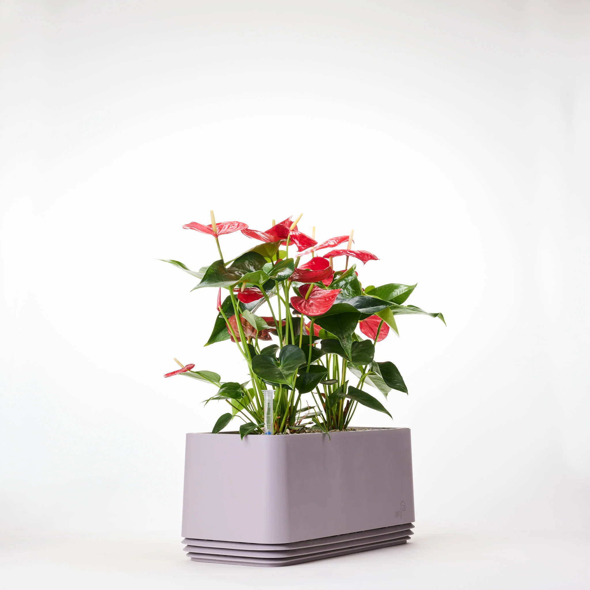 AIRY System L Flamingoblume Anthurie rot - Image 6