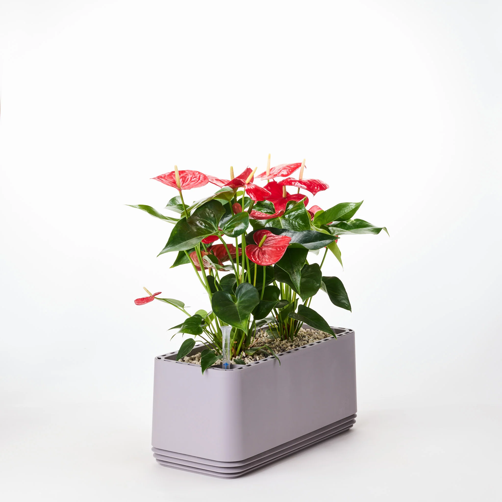 AIRY System L Flamingoblume Anthurie rot - Image 7