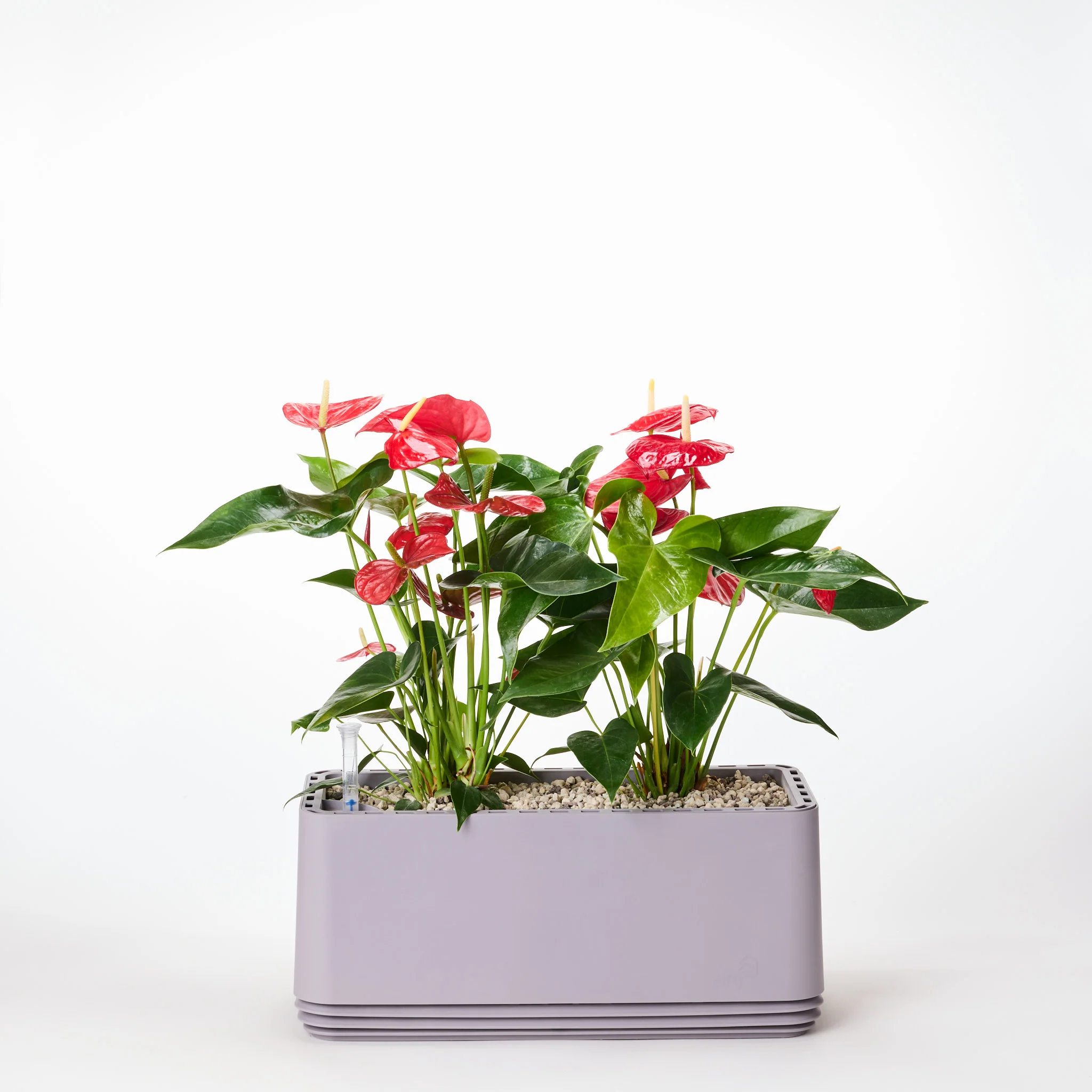 AIRY System L Flamingoblume Anthurie rot - Image 8